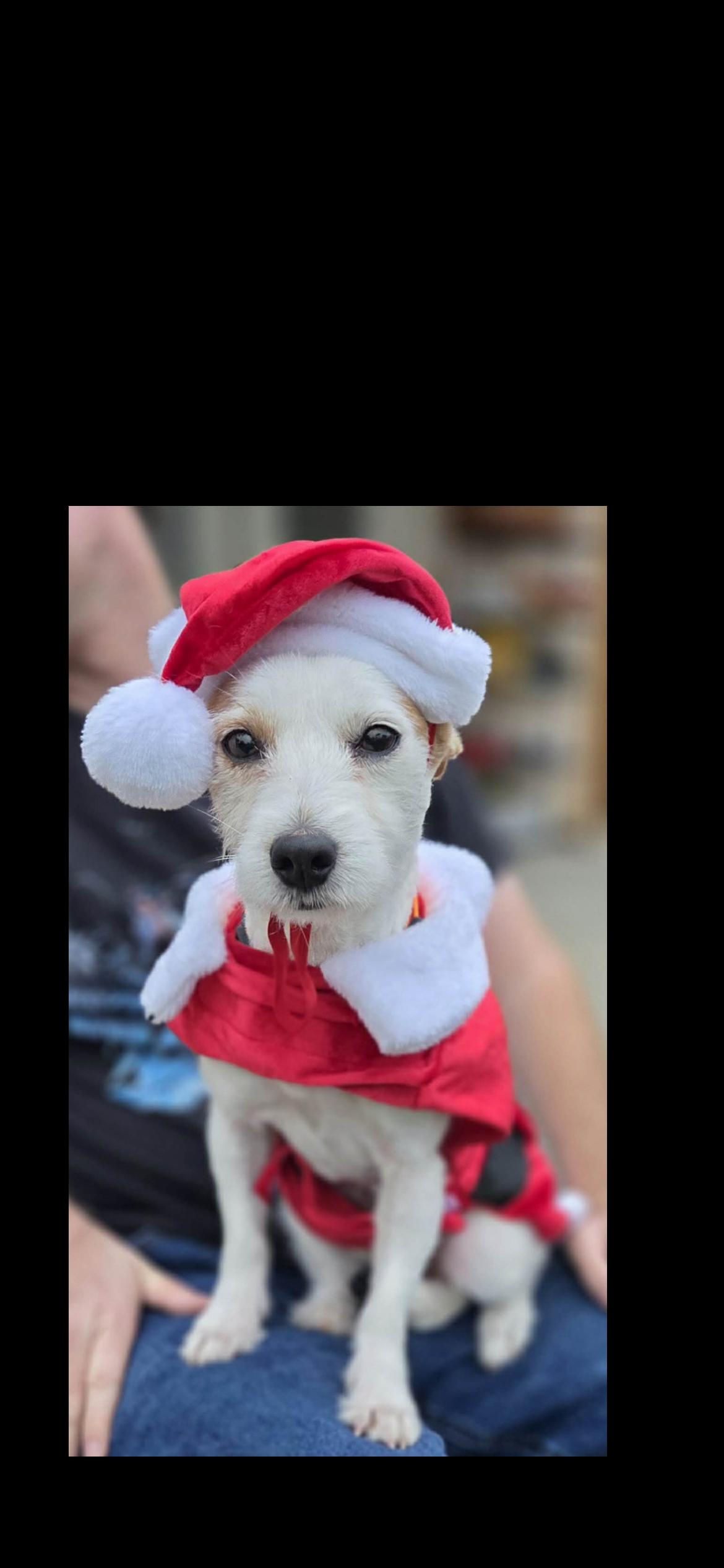 Sailor, a Adoptable mixed breed in Hamden, CT image 6/6