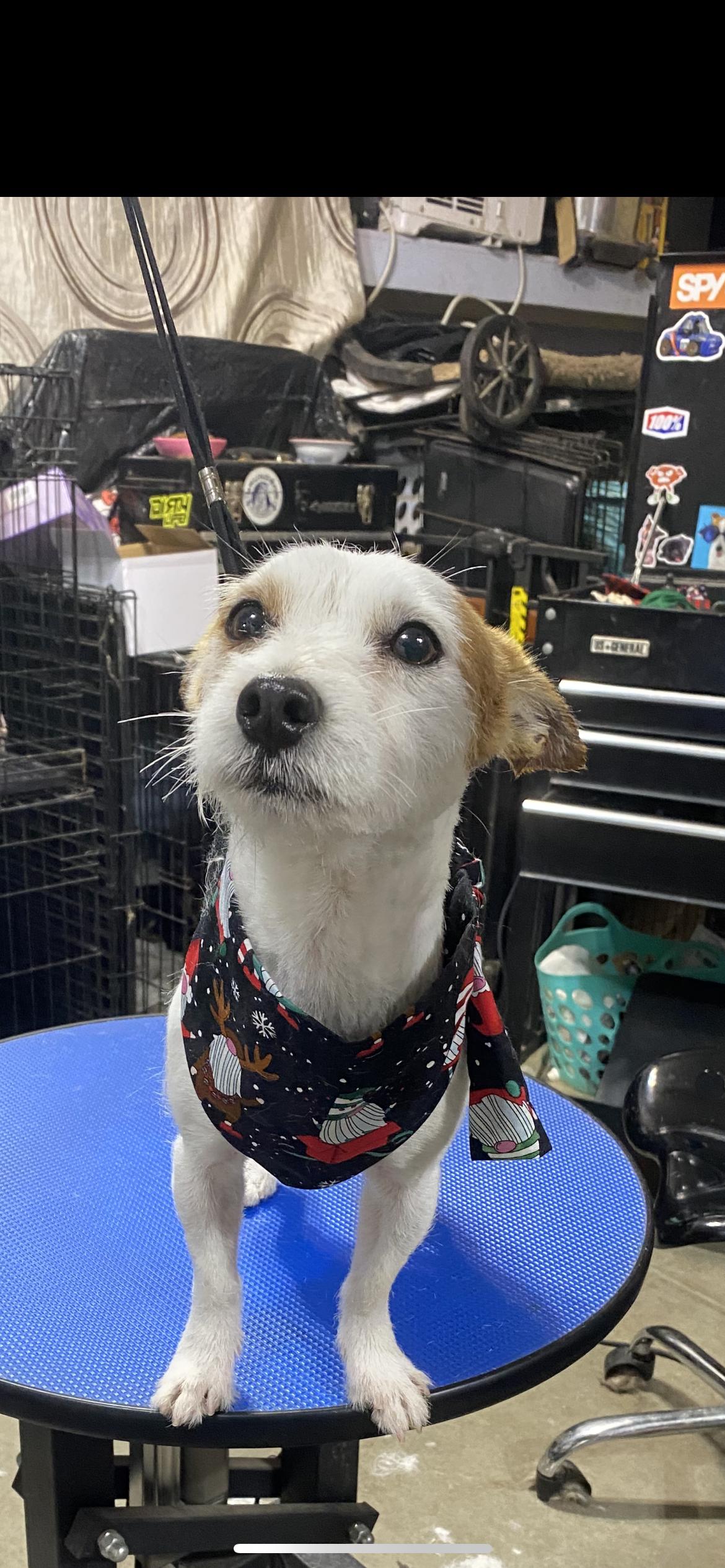 Sailor, a Adoptable mixed breed in Hamden, CT image 5/6