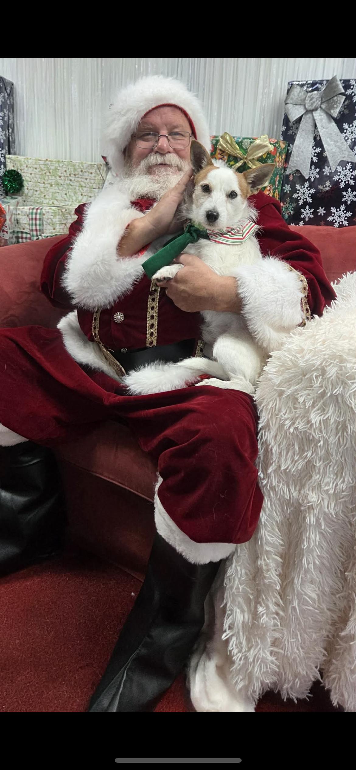 Sailor, a Adoptable mixed breed in Hamden, CT image 3/6