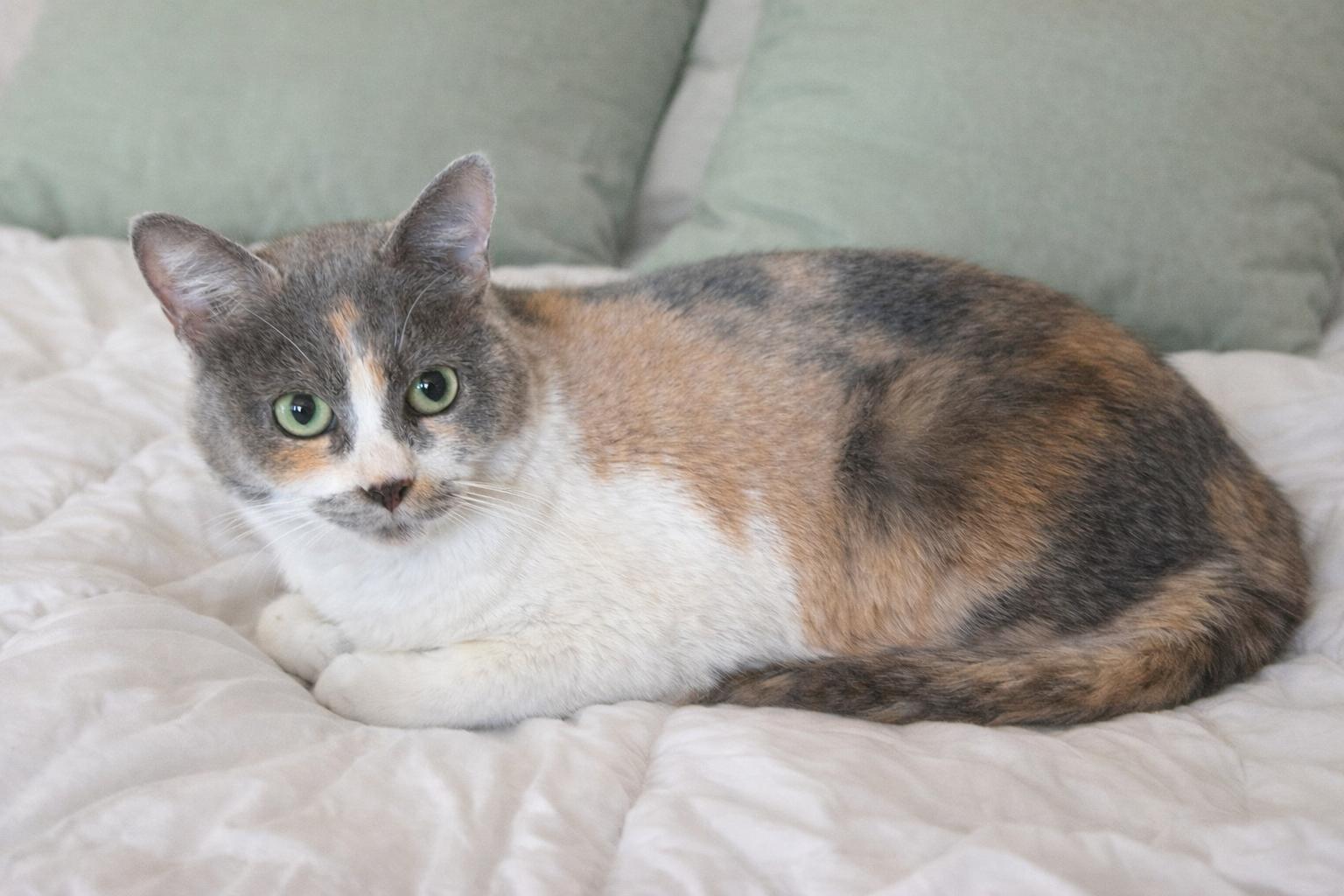 Chulie, ADOPTABLE, Adult Female American Shorthair.