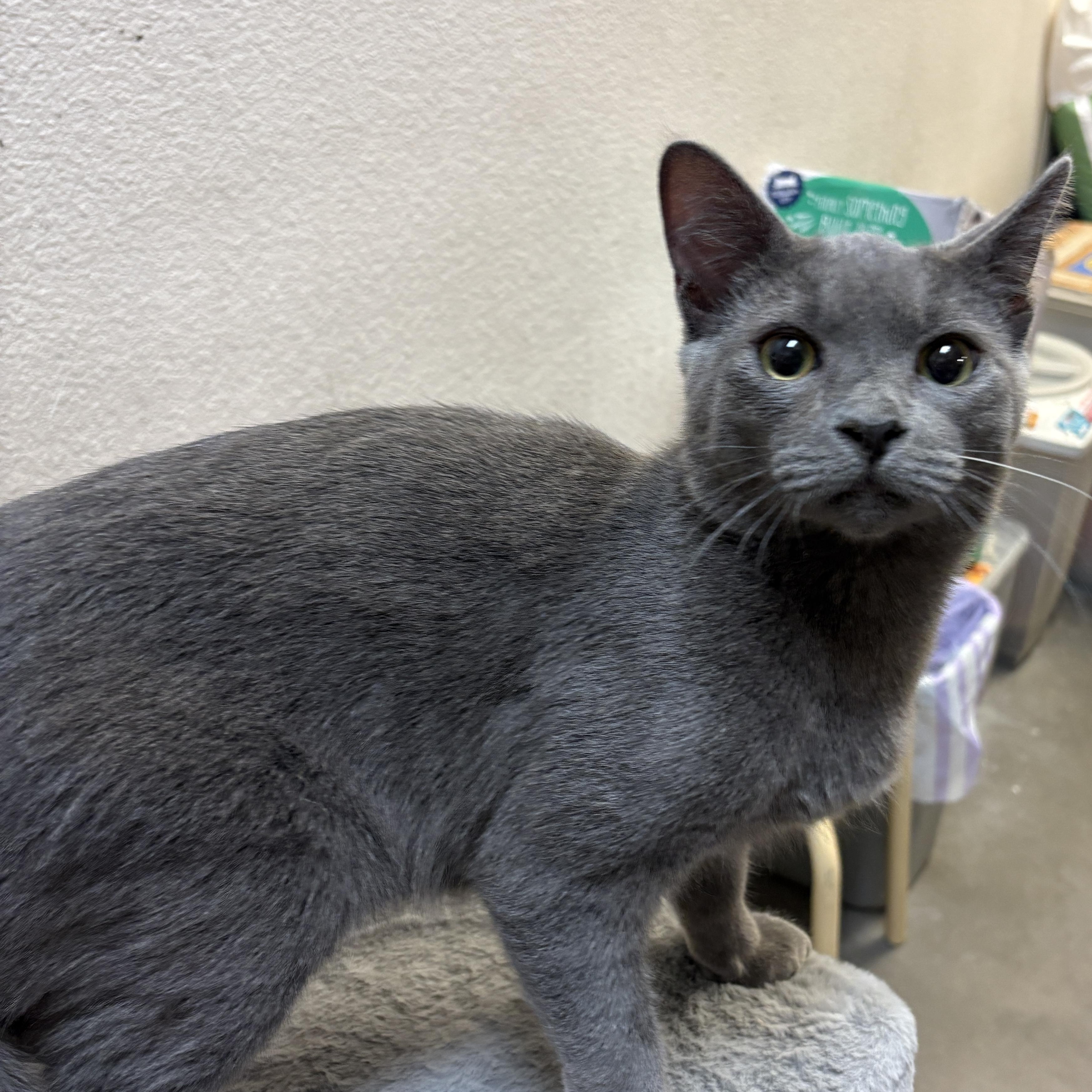 Enlarge Roulette (call 602-692-1499 to meet Roulette), an adopted mixed breed in Phoenix, AZ image 2/3