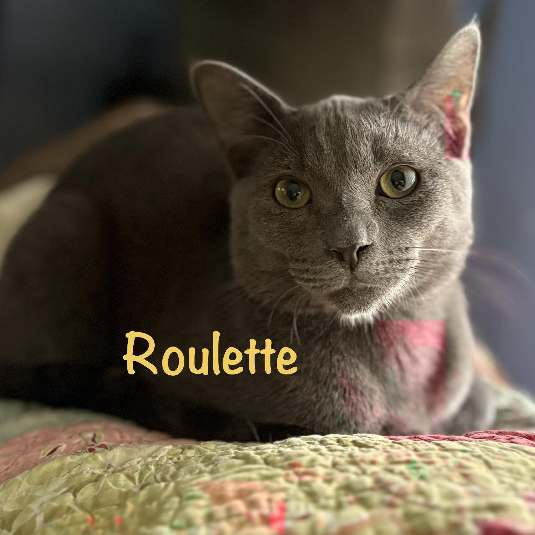 Enlarge Roulette (call 602-692-1499 to meet Roulette), an adopted mixed breed in Phoenix, AZ image 1/3