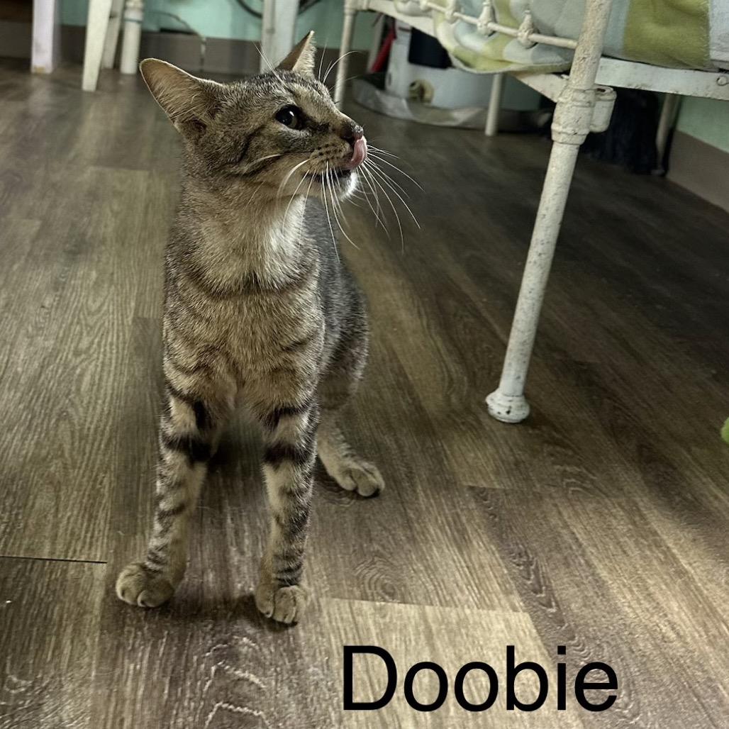 Doobie, Adoptable, Young Male Domestic Short Hair.