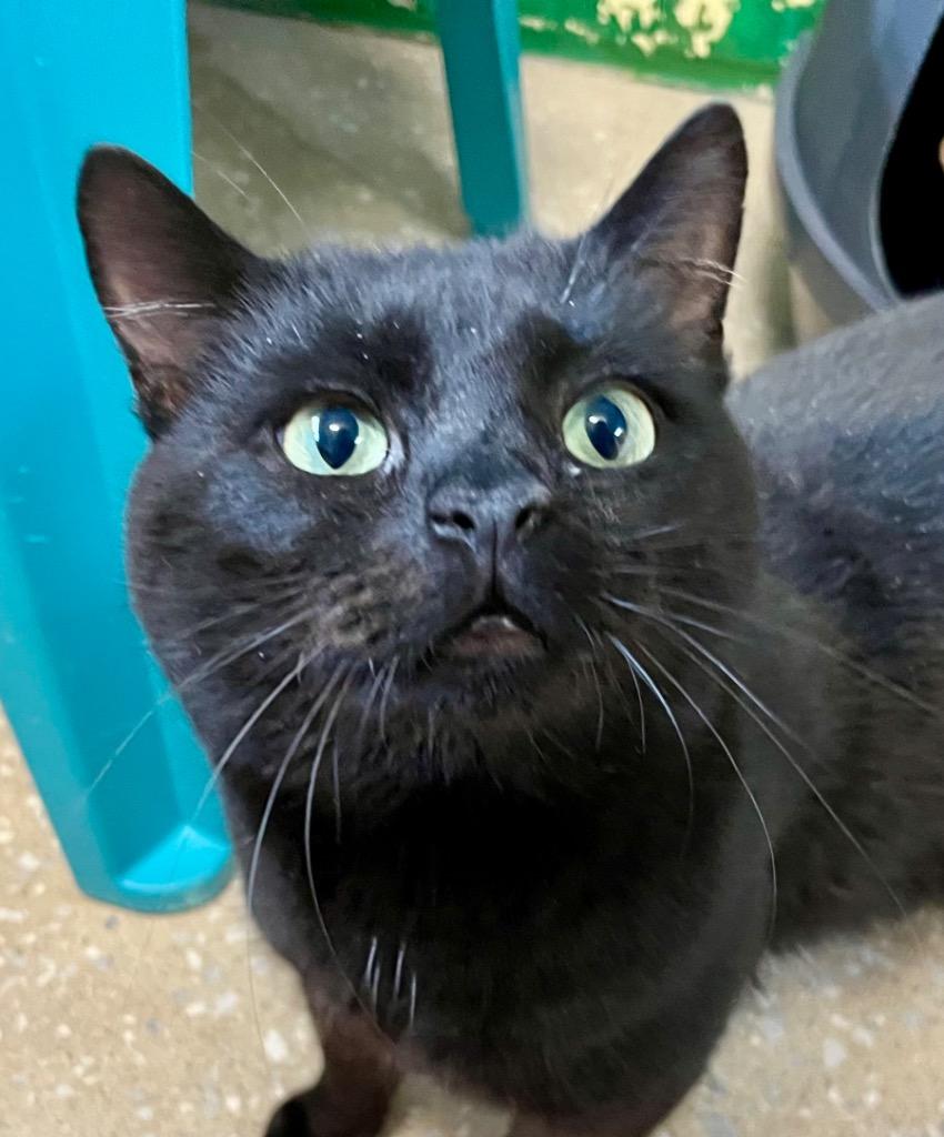 Enlarge Marvin, a Adoptable mixed breed in Burnsville, NC image 3/3