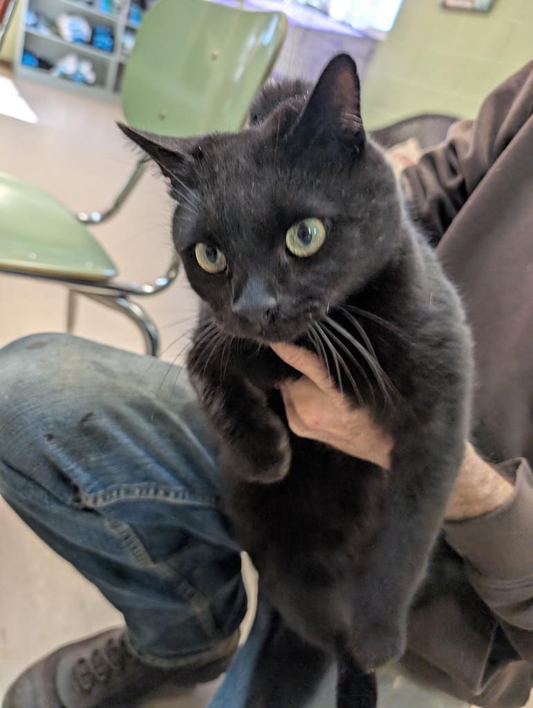 Marvin, Adoptable, Young Male Domestic Short Hair.