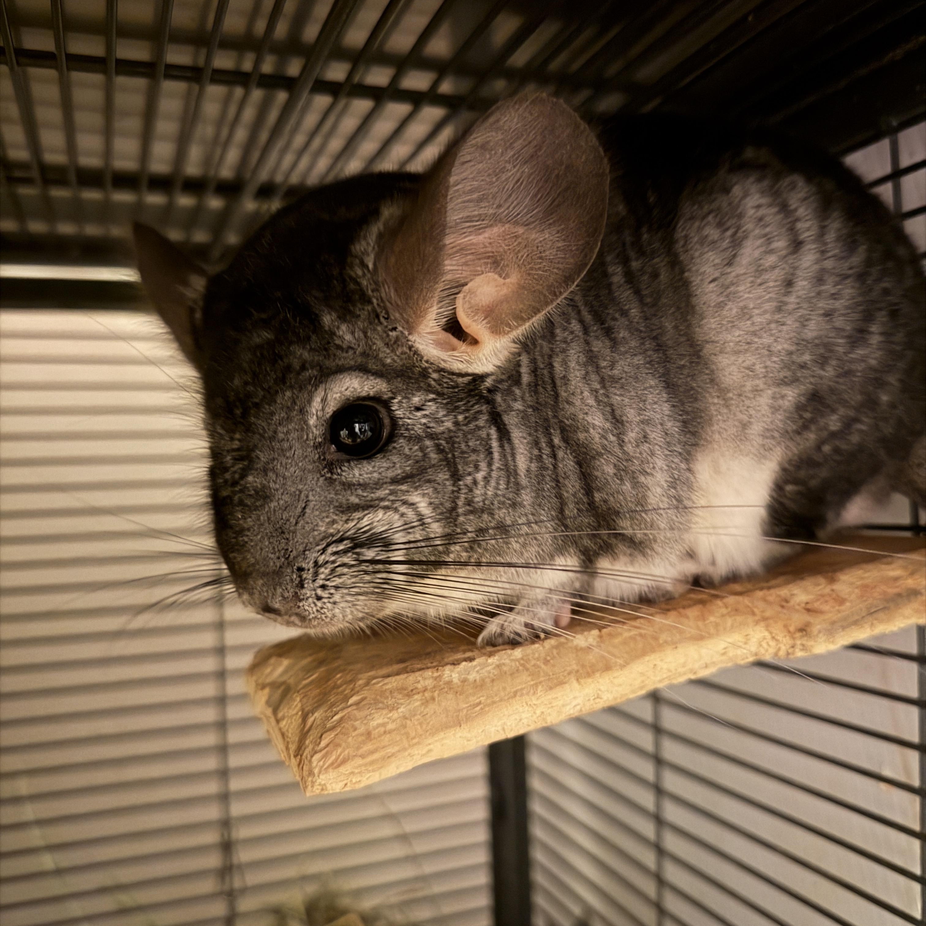 Eni & Berry, a Adoptable Chinchilla in Minneapolis, MN image 2/3