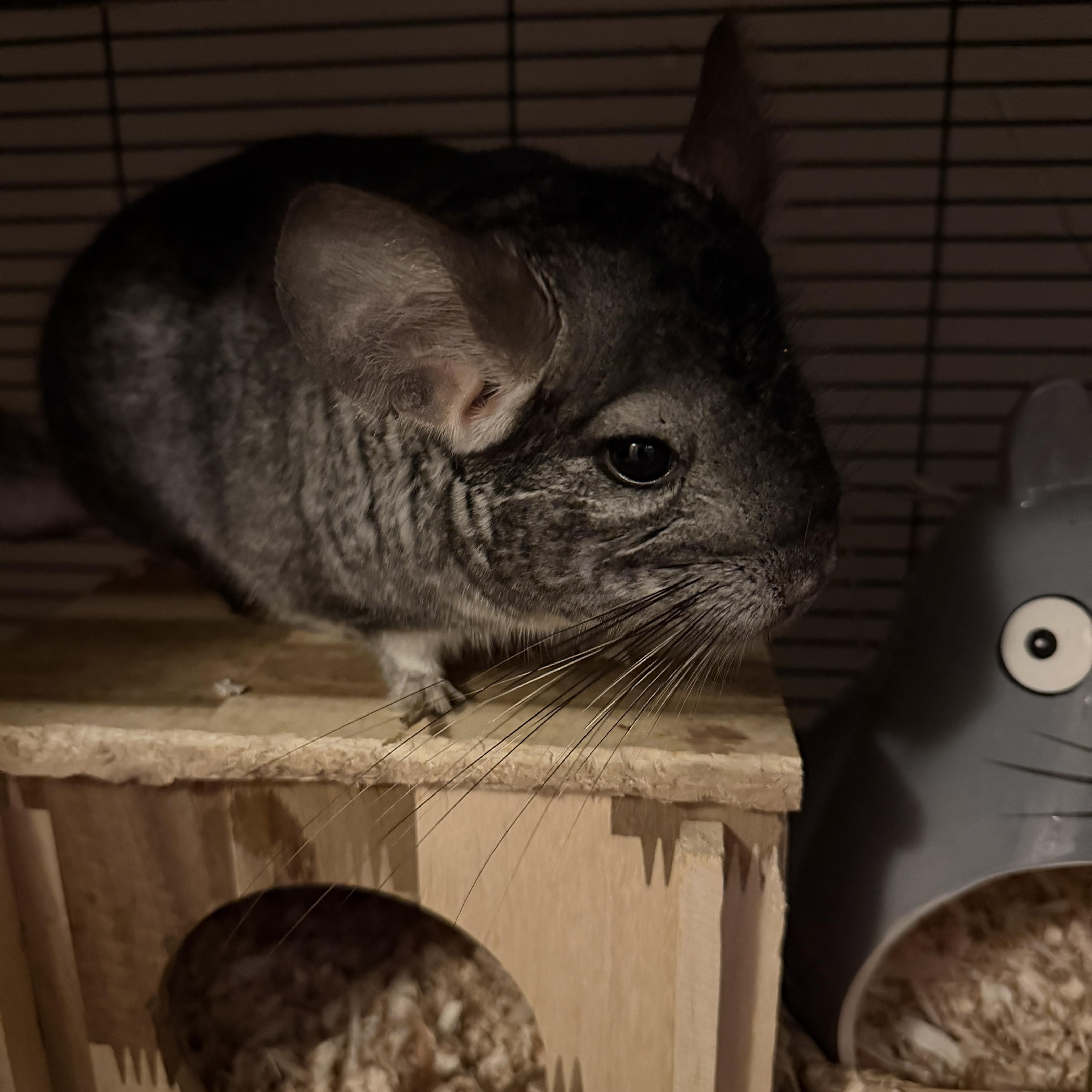 Eni & Berry, a Adoptable Chinchilla in Minneapolis, MN image 3/3