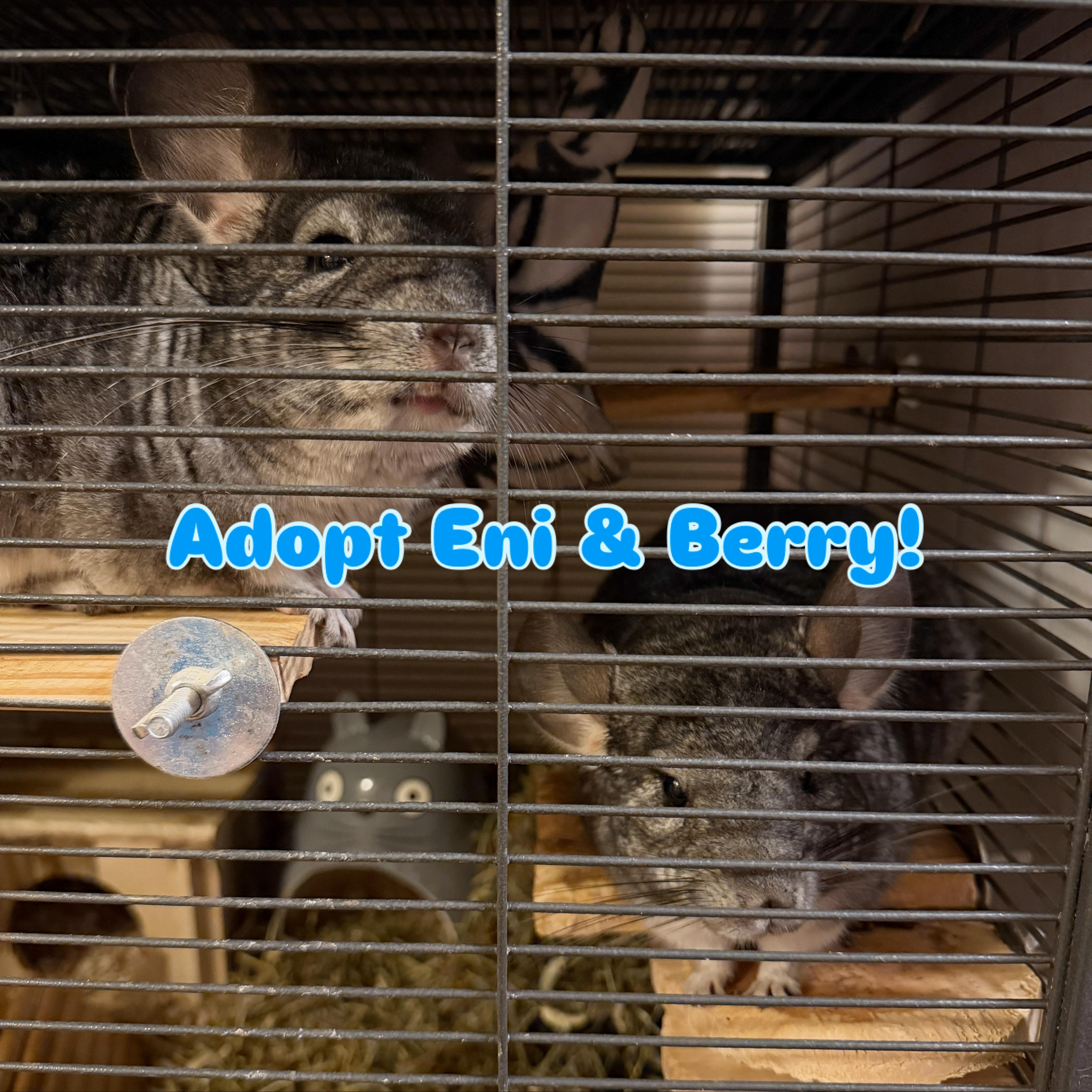 Eni & Berry, a Adoptable Chinchilla in Minneapolis, MN image 1/3