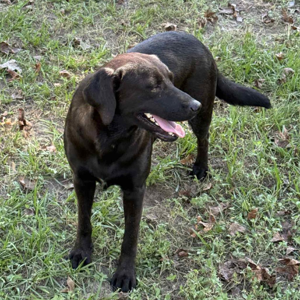 Enlarge JJ, a Adoptable mixed breed in Rochester, NY image 4/5