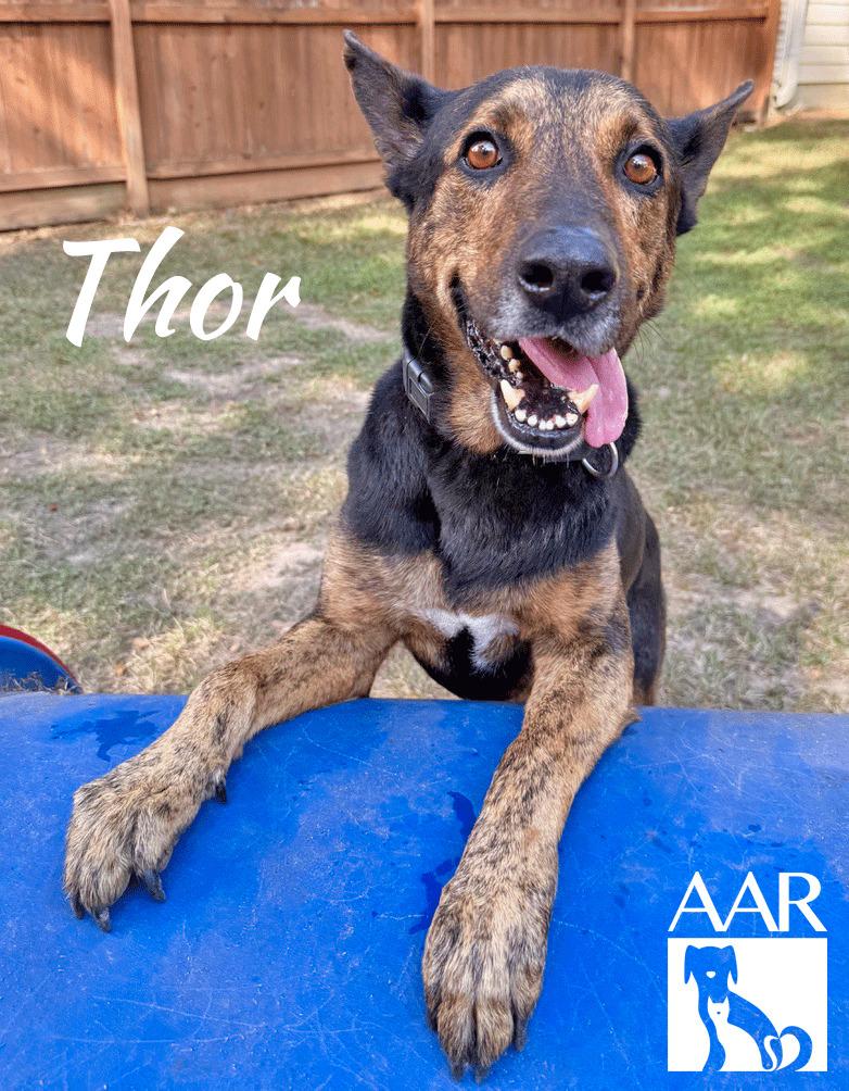 Thor, Adoptable, Adult Male Shepherd.