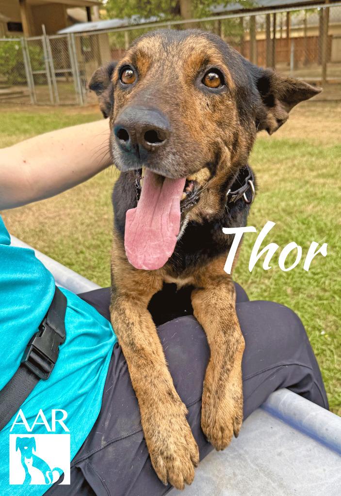 Thor, Adoptable, Adult Male Shepherd.