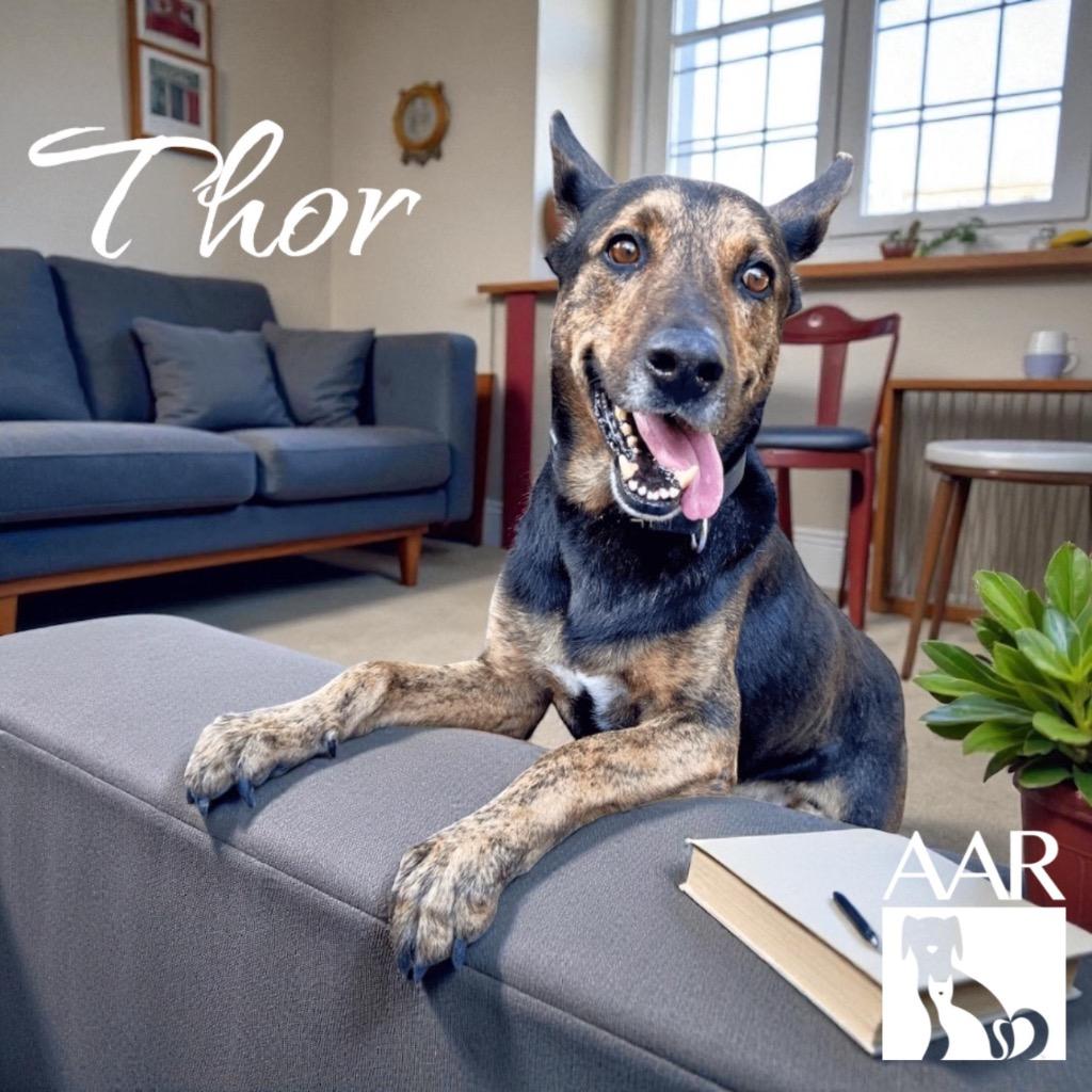 Enlarge Thor, a Adoptable Shepherd in Magnolia, TX image 2/6