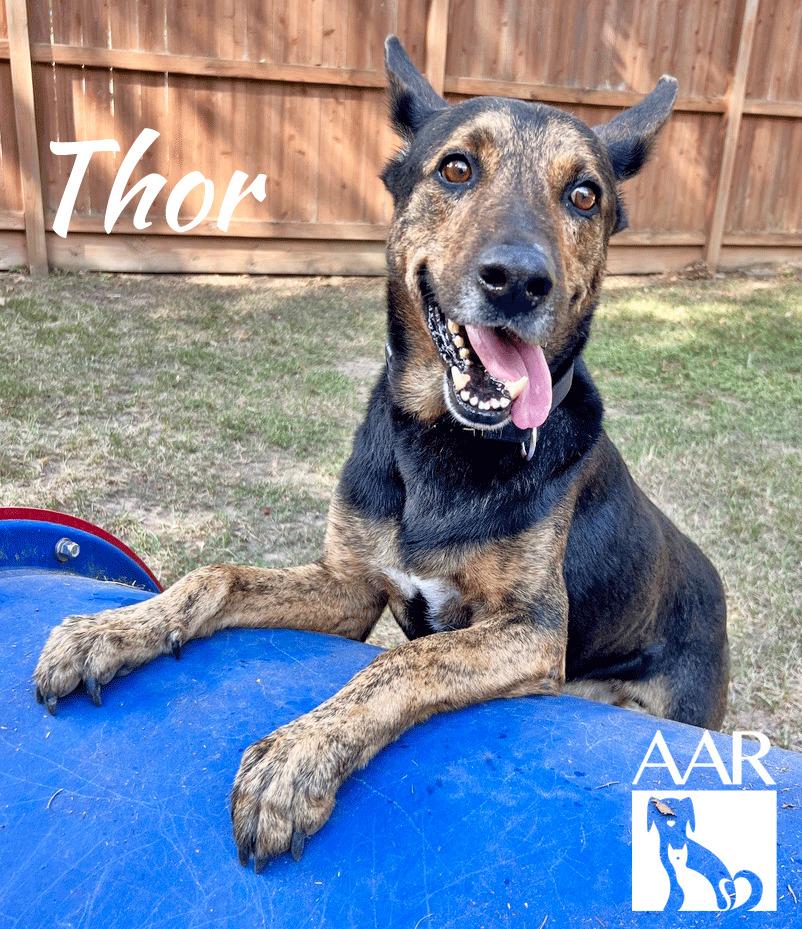 Enlarge Thor, a Adoptable Shepherd in Magnolia, TX image 4/6