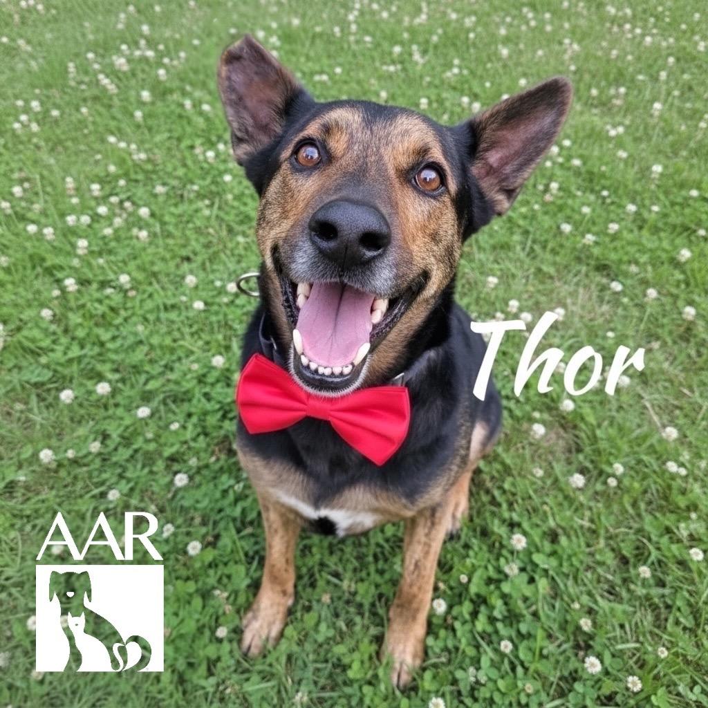 Enlarge Thor, a Adoptable Shepherd in Magnolia, TX image 4/6