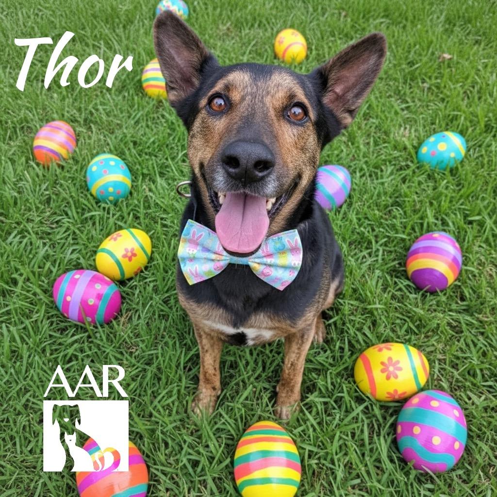 Enlarge Thor, a Adoptable Shepherd in Magnolia, TX image 5/6