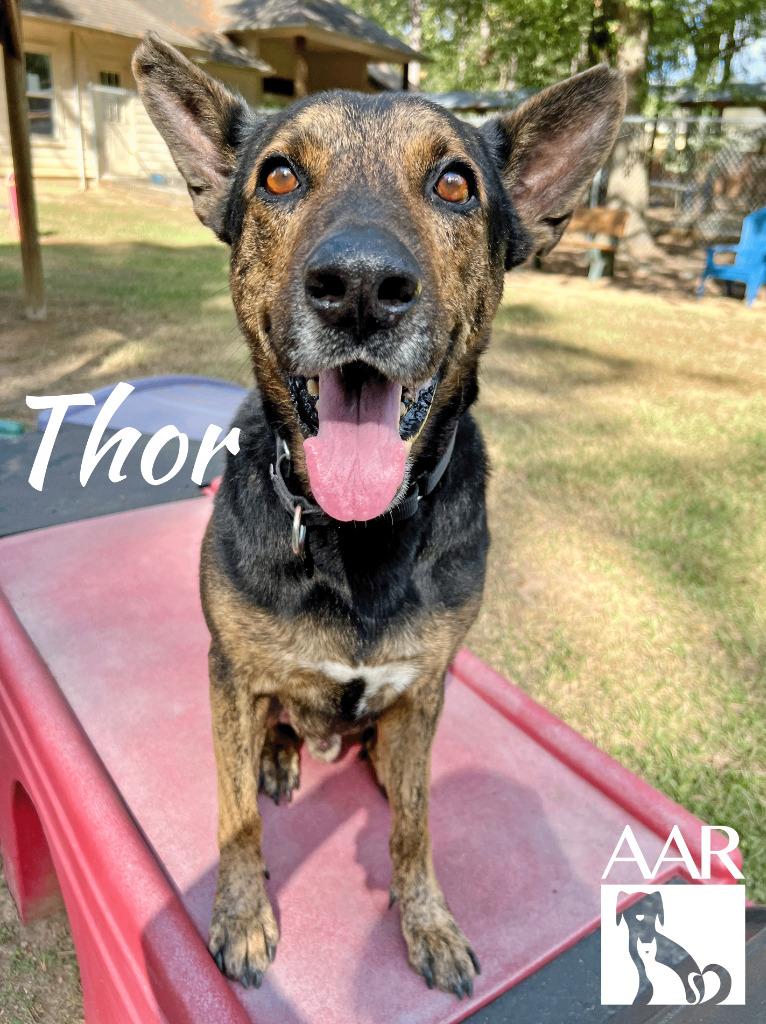 Enlarge Thor, a Adoptable Shepherd in Magnolia, TX image 6/6