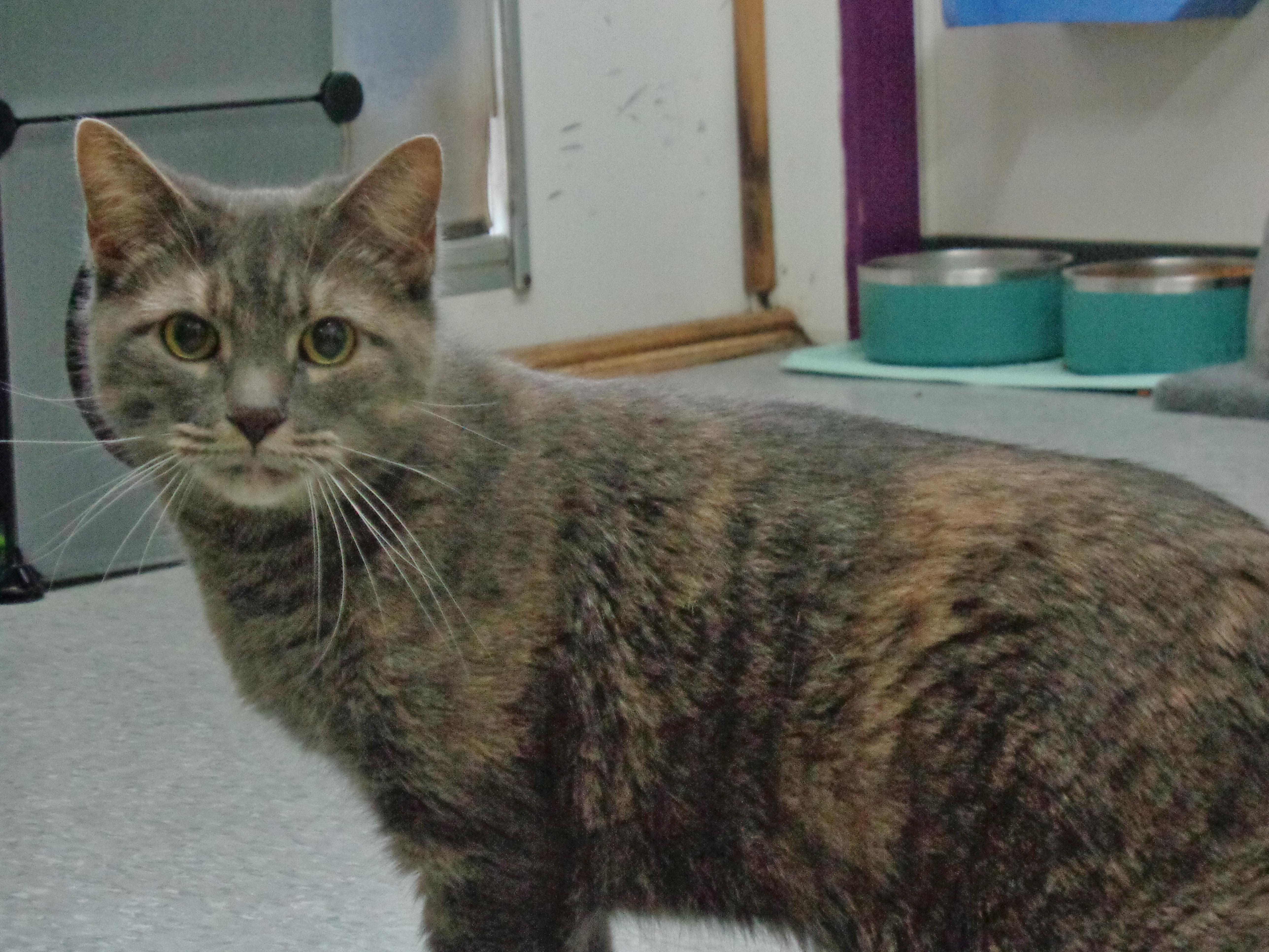 FLORA, Adult Female Tiger
