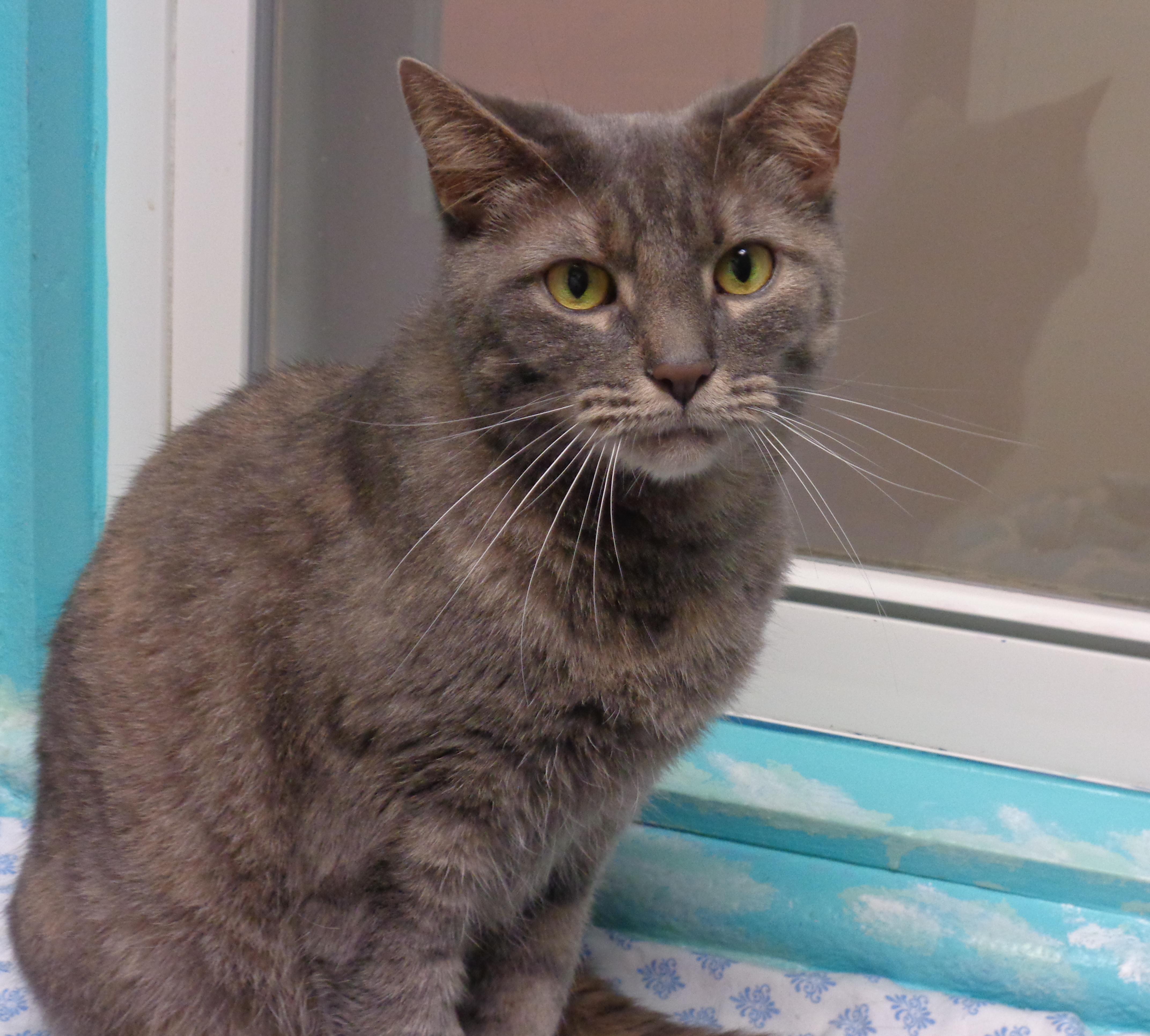 FLORA, Adoptable, Adult Female Tiger.