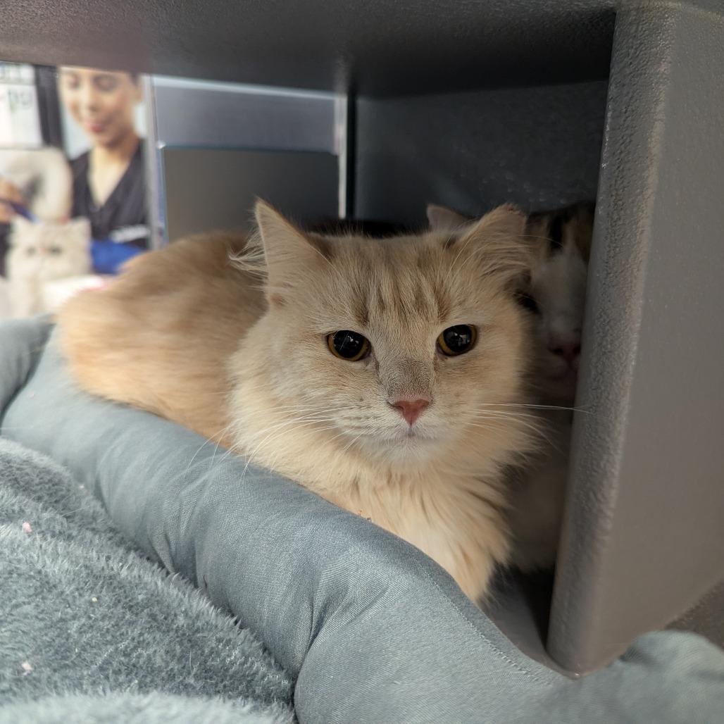 Saffron, Adoptable, Adult Male Domestic Medium Hair.