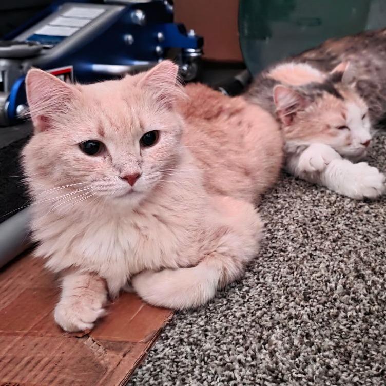 Enlarge Saffron, a Adoptable Domestic Medium Hair in Canton, NC image 2/4