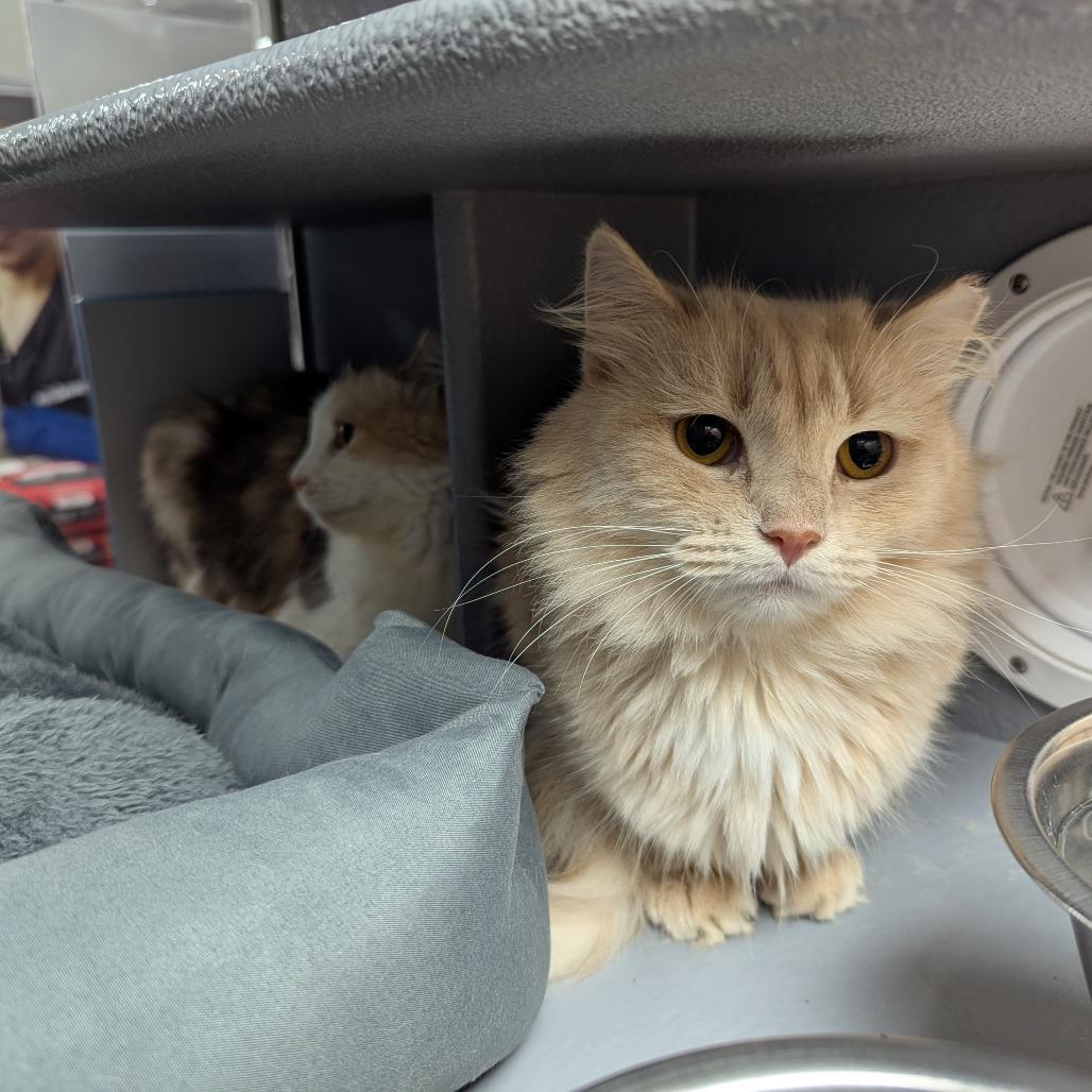 Enlarge Saffron, a Adoptable Domestic Medium Hair in Canton, NC image 3/4