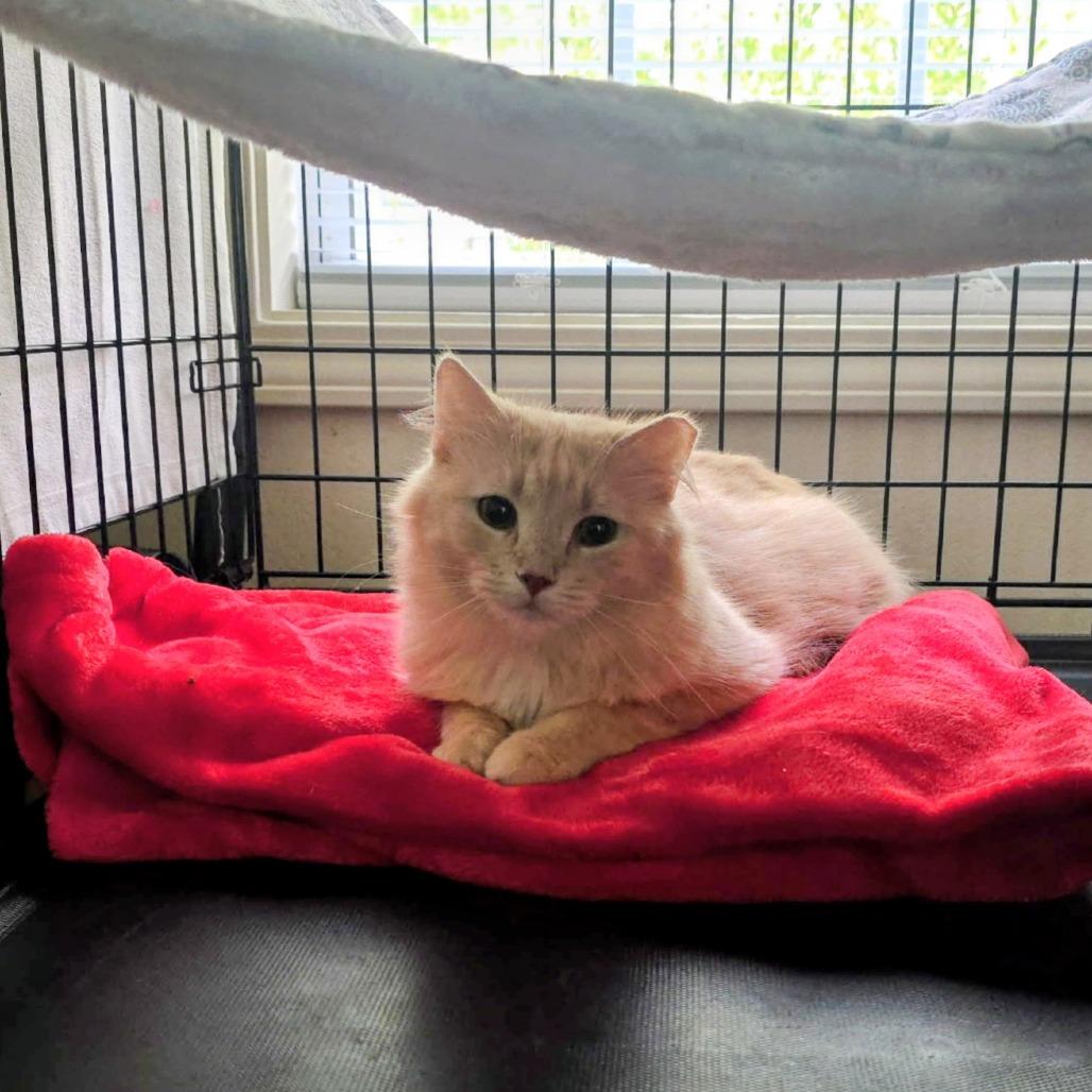 Enlarge Saffron, a Adoptable Domestic Medium Hair in Canton, NC image 4/4