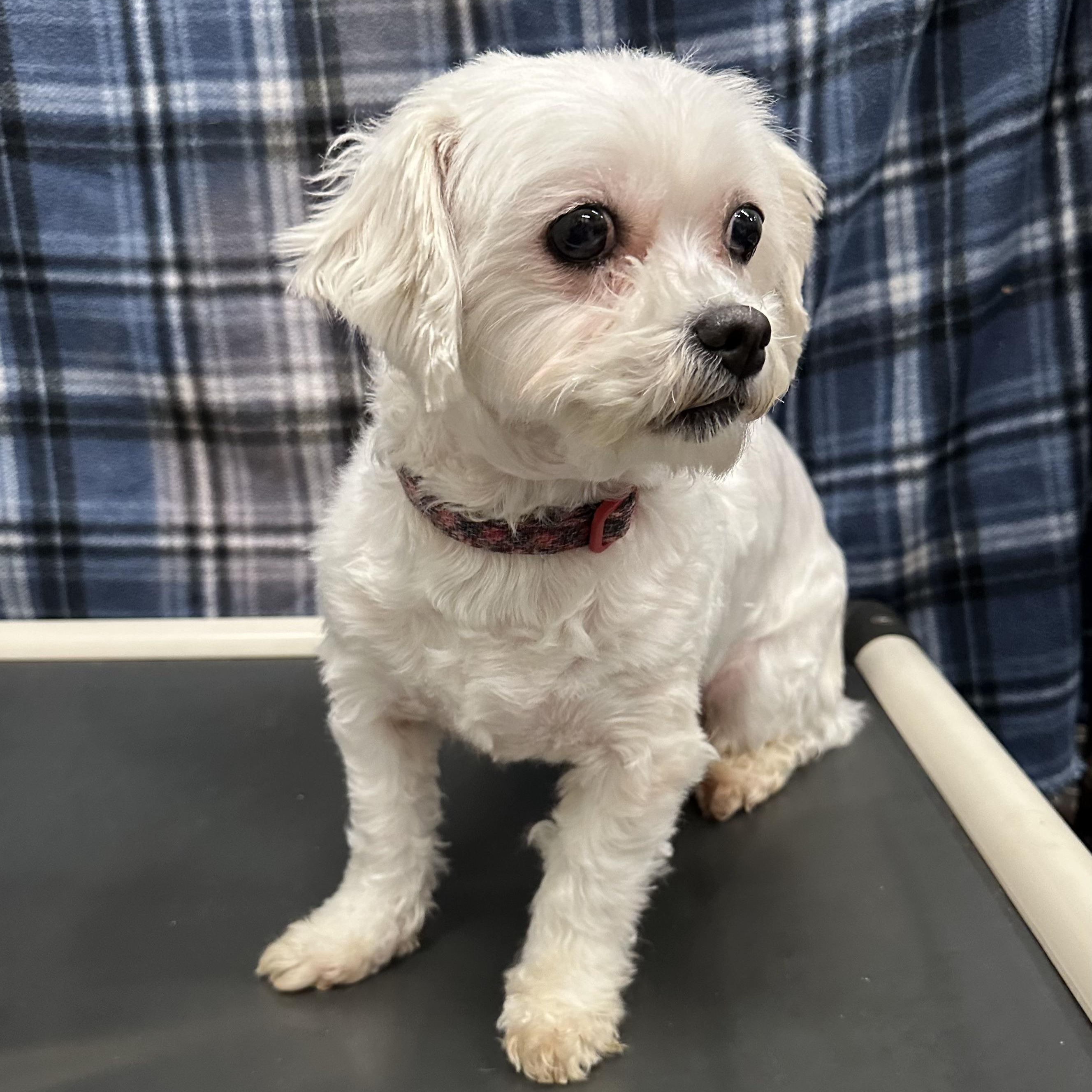 Enlarge London-Foster Home Needed, a Adoptable Shih Tzu in Hartland, WI image 2/6