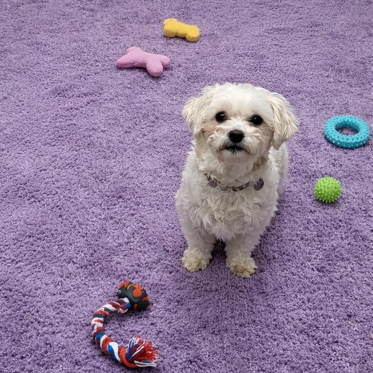 Enlarge London-Foster Home Needed, a Adoptable Shih Tzu in Hartland, WI image 4/6