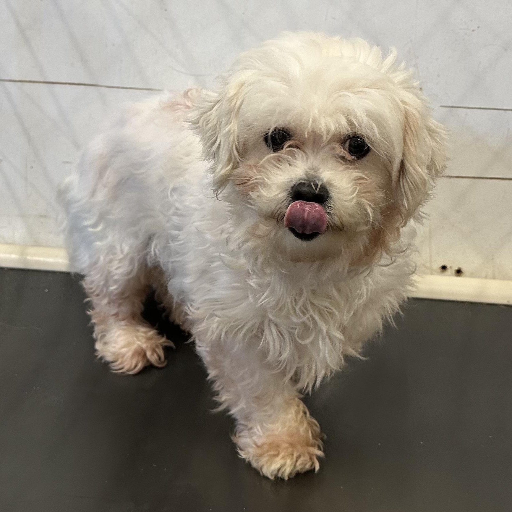 Enlarge London-Foster Home Needed, a Adoptable Shih Tzu in Hartland, WI image 3/6