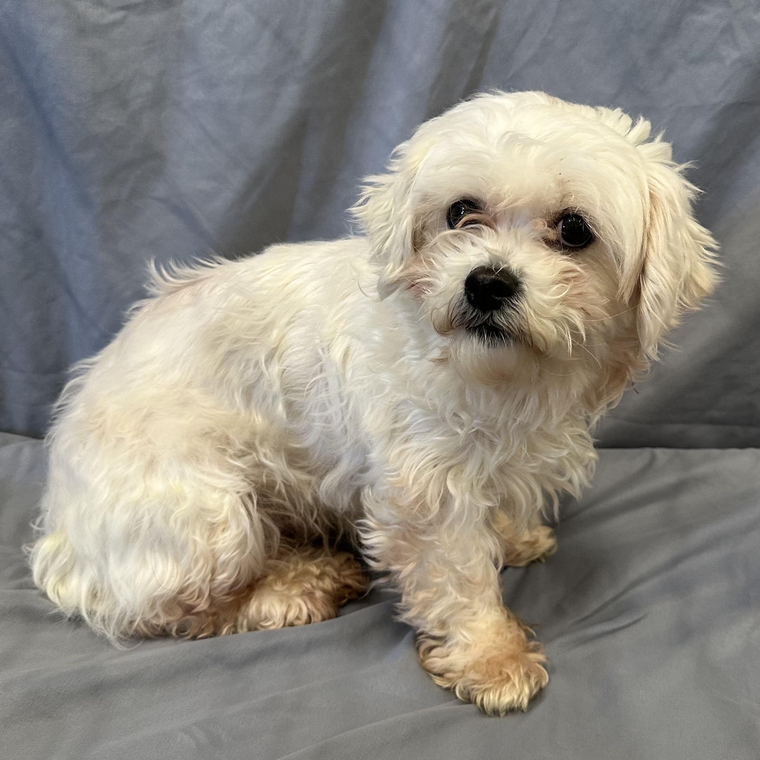 London-Foster Home Needed, Adoptable, Adult Female Shih Tzu.