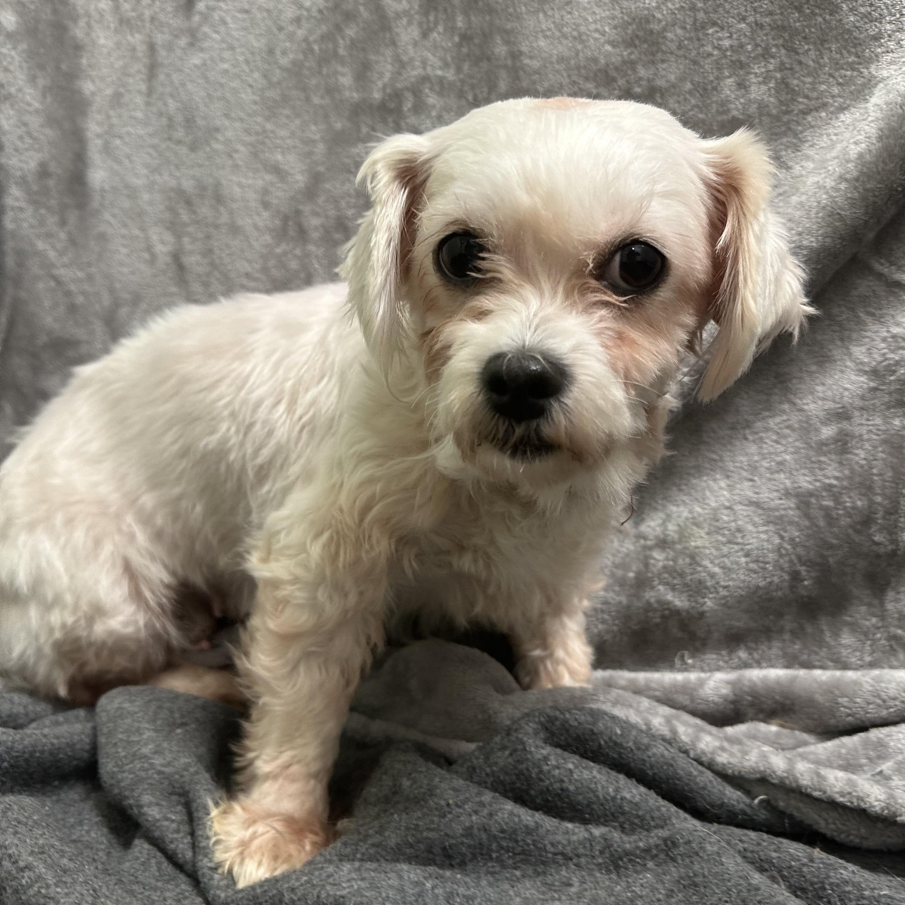 Enlarge London-Foster Home Needed, a Adoptable Shih Tzu in Hartland, WI image 1/1