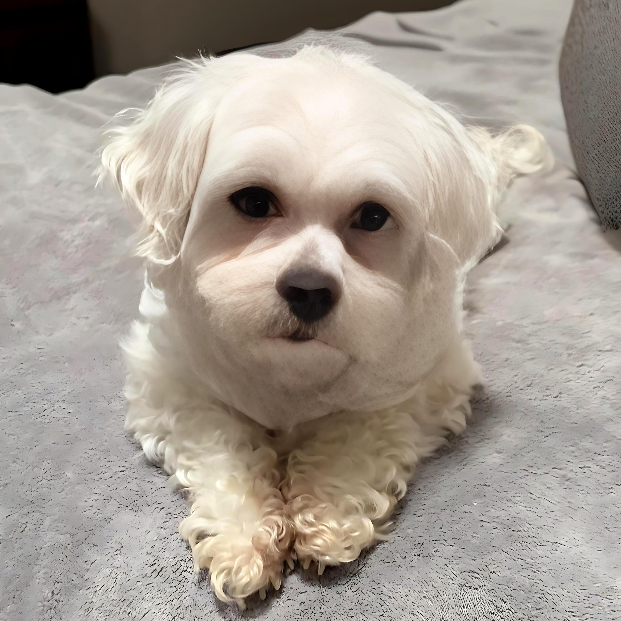 Enlarge London - Home Visit in Process , an adopted Shih Tzu in Hartland, WI image 1/6