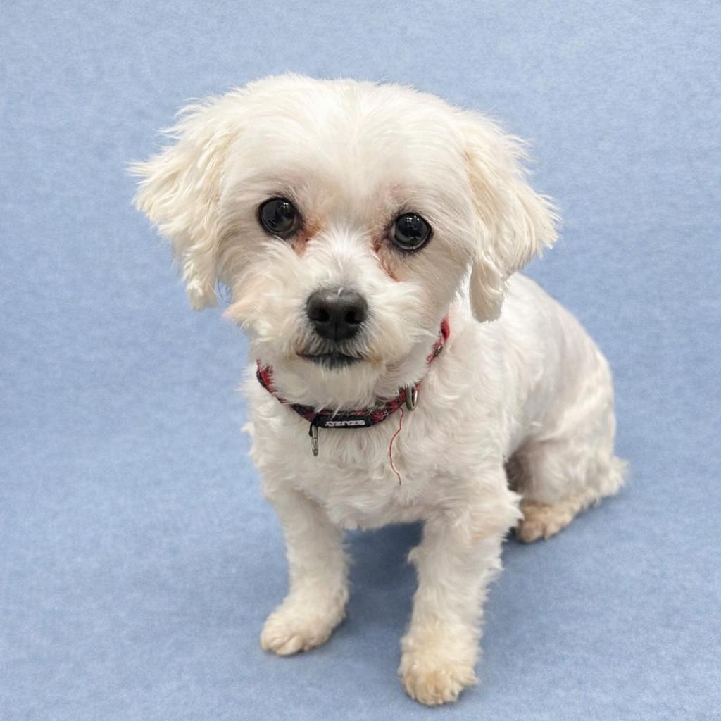 London-Foster Home Needed, Adoptable, Adult Female Shih Tzu.