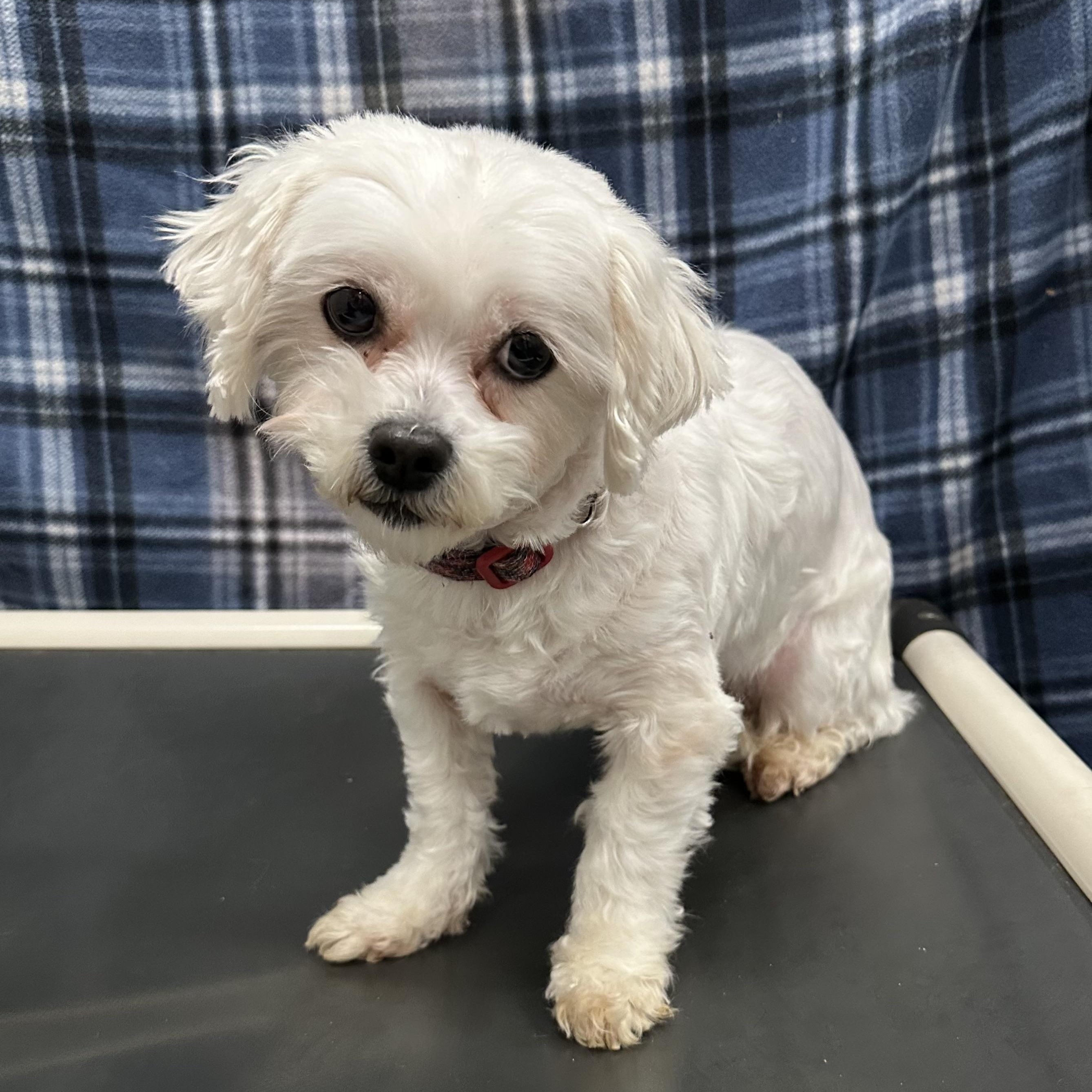 Enlarge London-Foster Home Needed, a Adoptable Shih Tzu in Hartland, WI image 5/6
