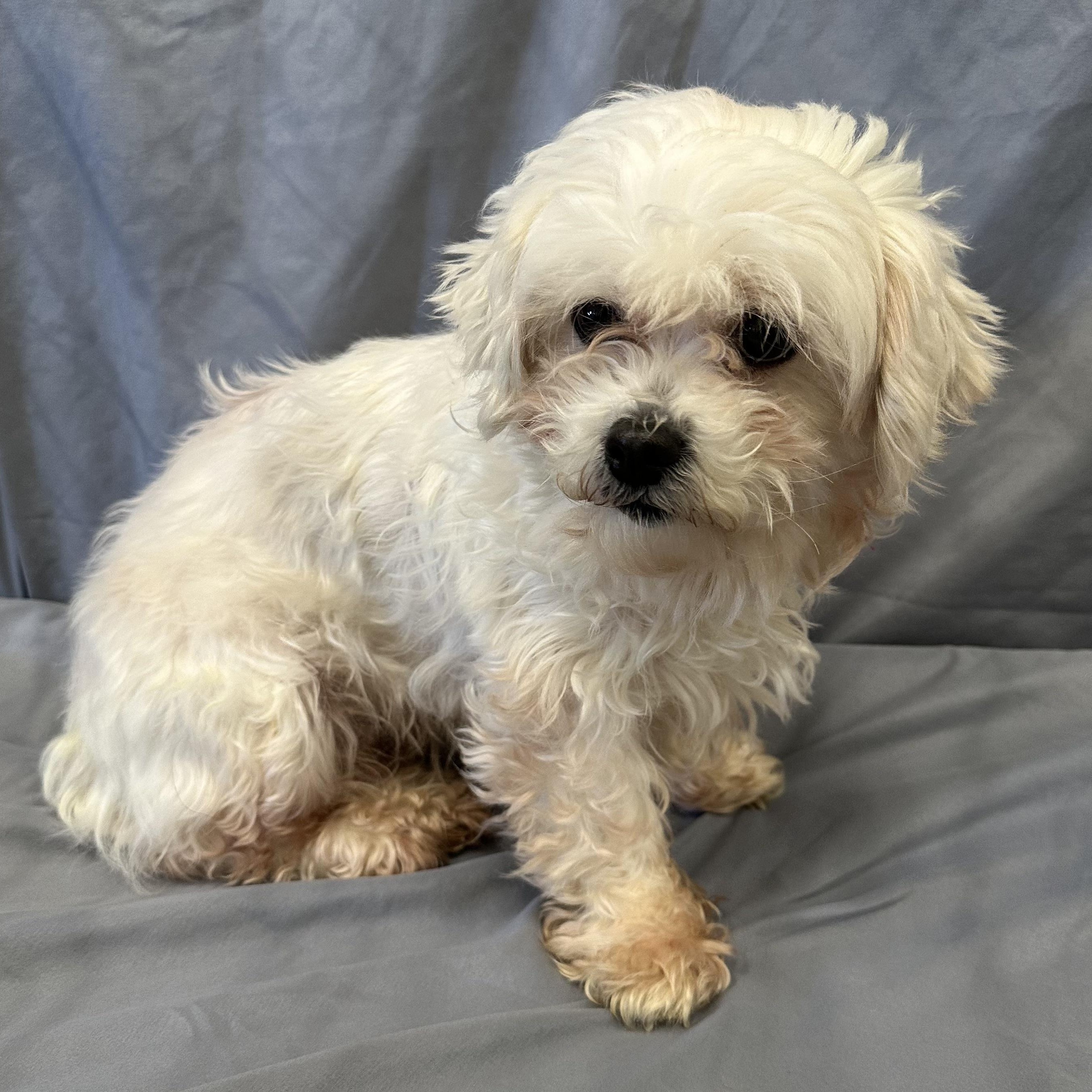 Enlarge London-Foster Home Needed, a Adoptable Shih Tzu in Hartland, WI image 2/6