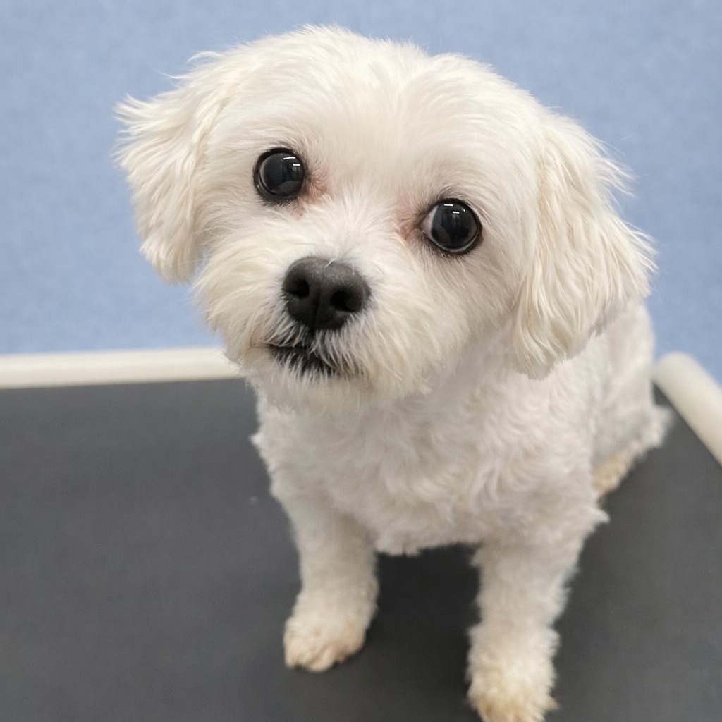 Enlarge London-Foster Home Needed, a Adoptable Shih Tzu in Hartland, WI image 3/6