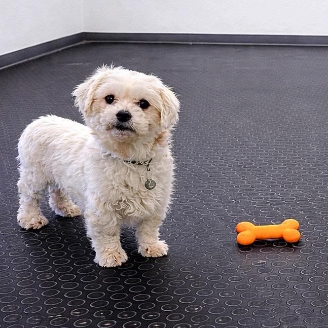 Enlarge London-Foster Home Needed, a Adoptable Shih Tzu in Hartland, WI image 5/6