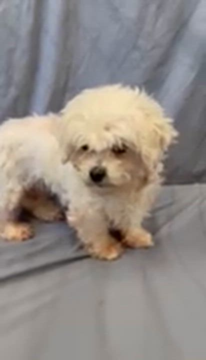 Enlarge London-Foster Home Needed, a Adoptable Shih Tzu in Hartland, WI video 6/6