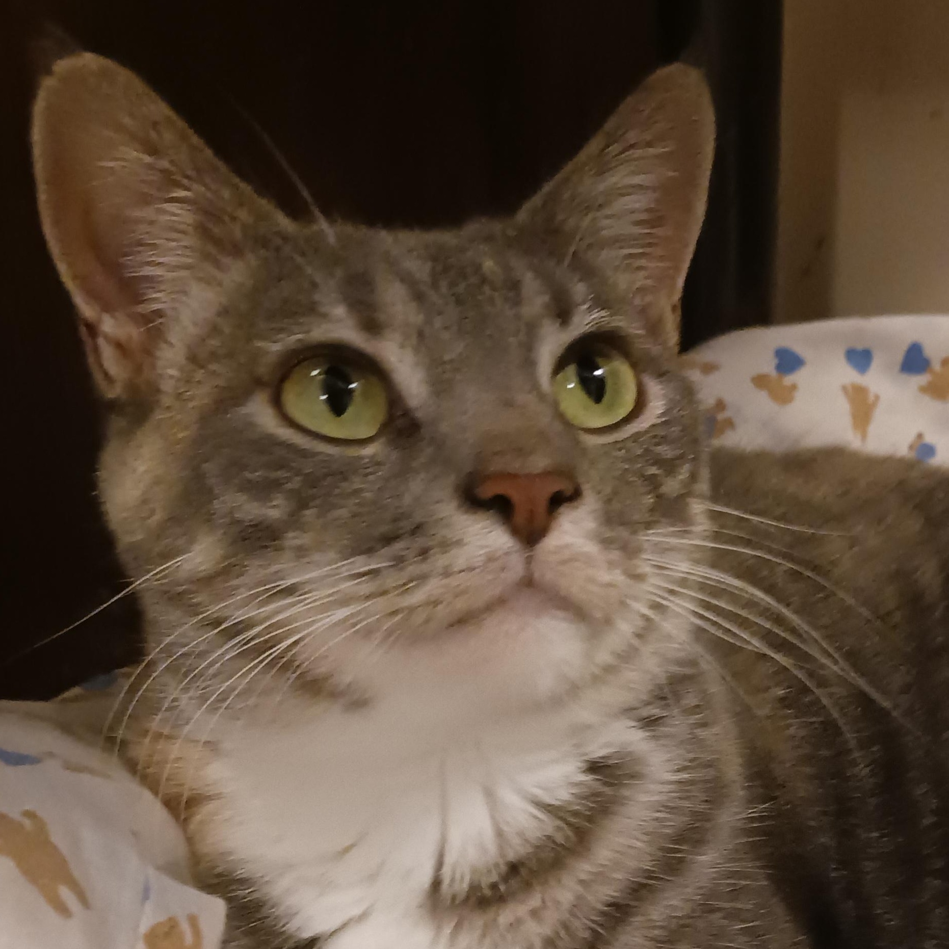 Frannie, Adoptable, Adult Female Domestic Short Hair.