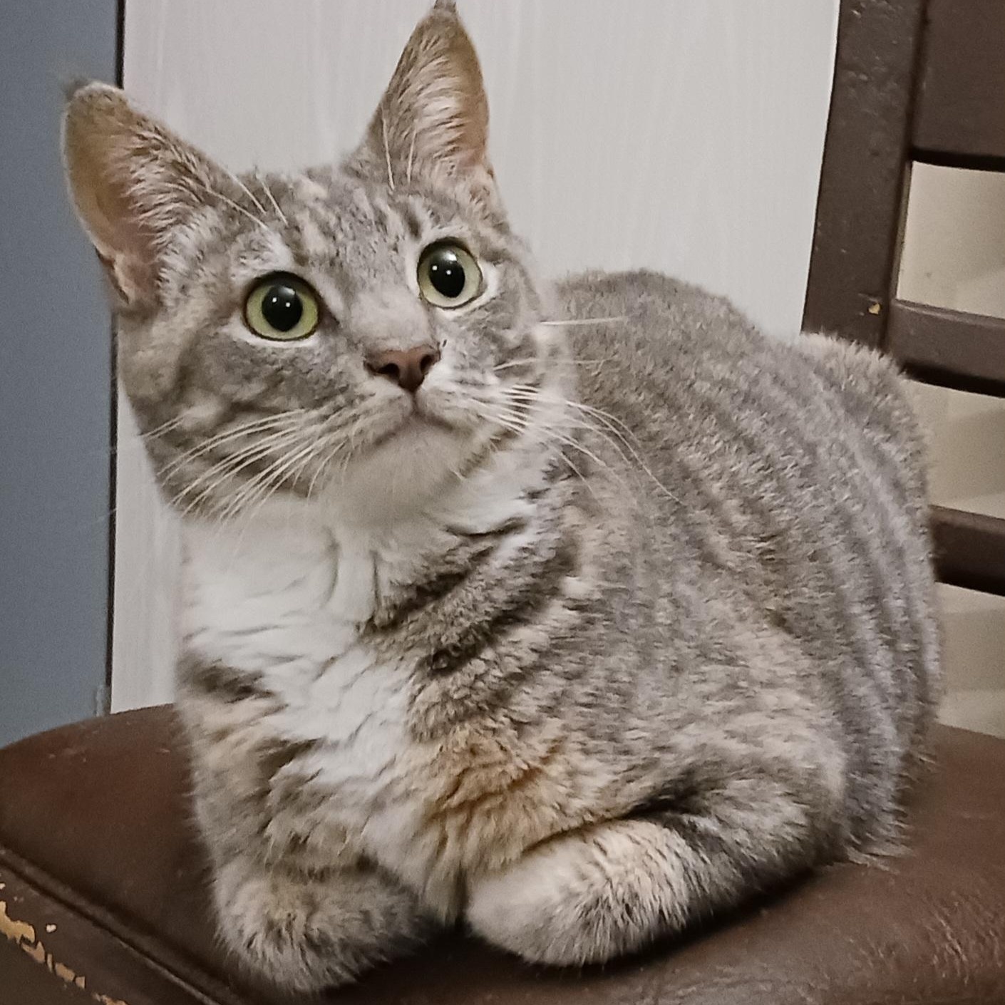 Frannie, a Adoptable Domestic Short Hair in St. Marys, WV image 3/5