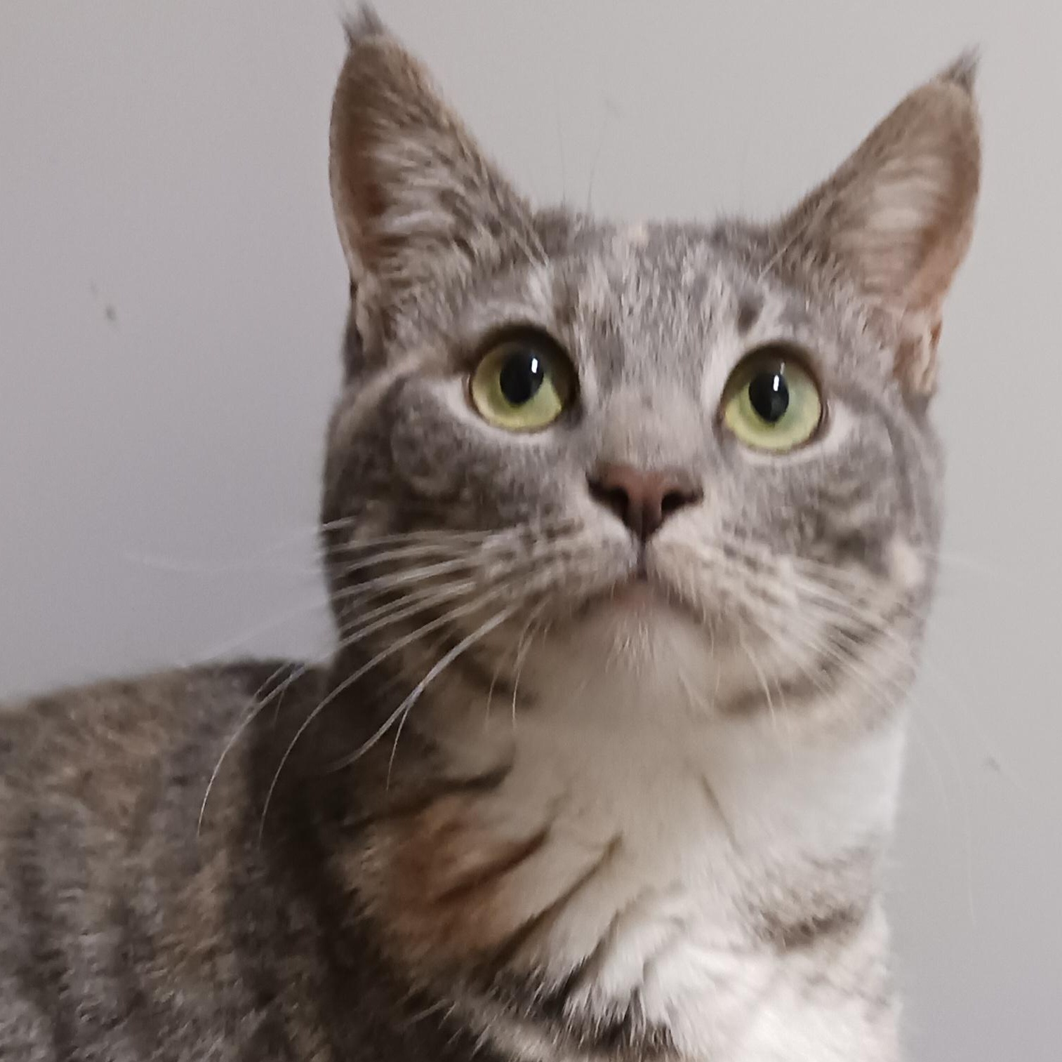 Frannie, a Adoptable Domestic Short Hair in St. Marys, WV image 4/5