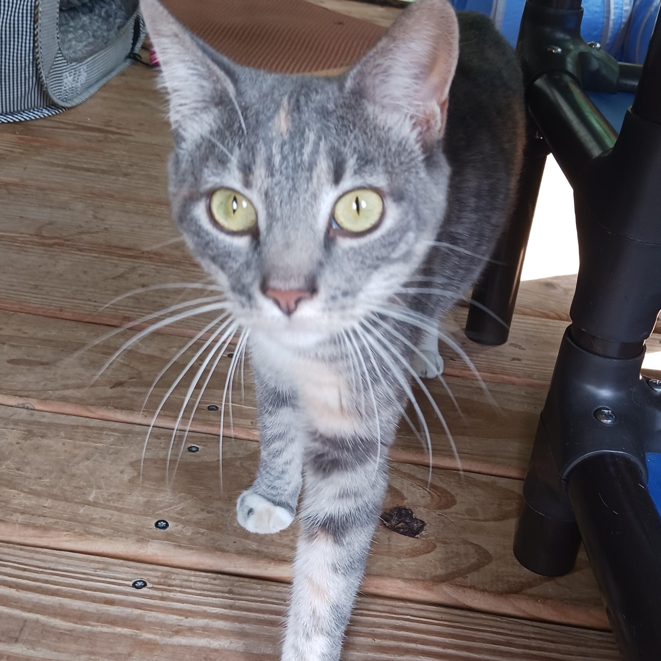 Frannie, a Adoptable Domestic Short Hair in St. Marys, WV image 5/5