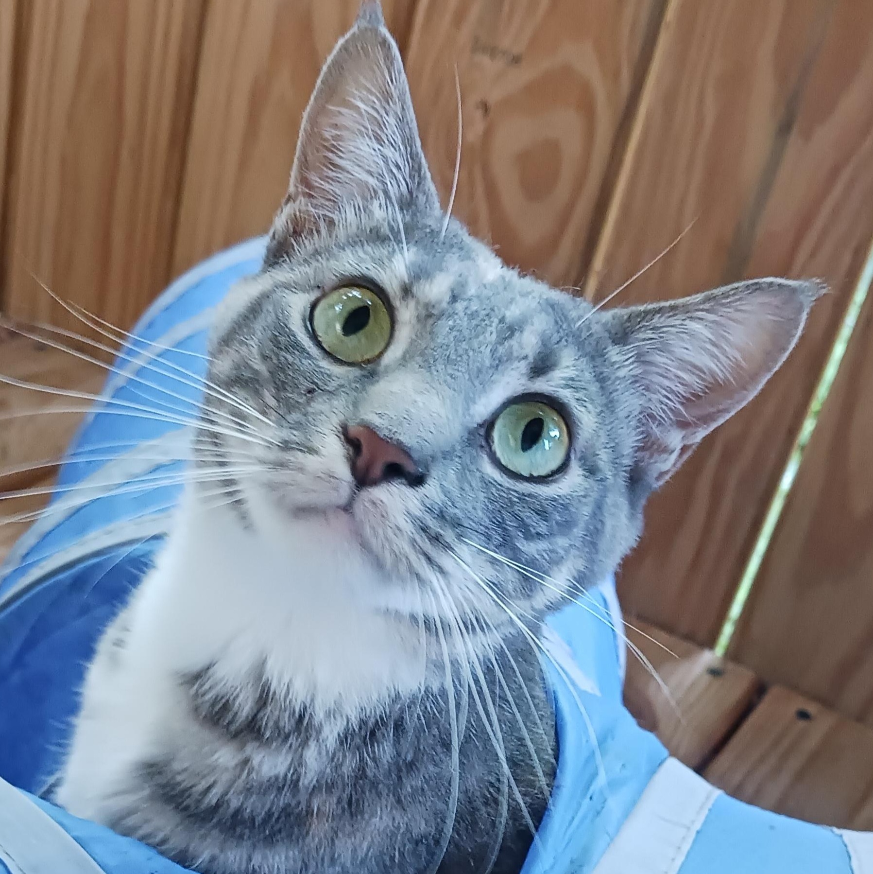 Frannie, a Adoptable Domestic Short Hair in St. Marys, WV image 2/5