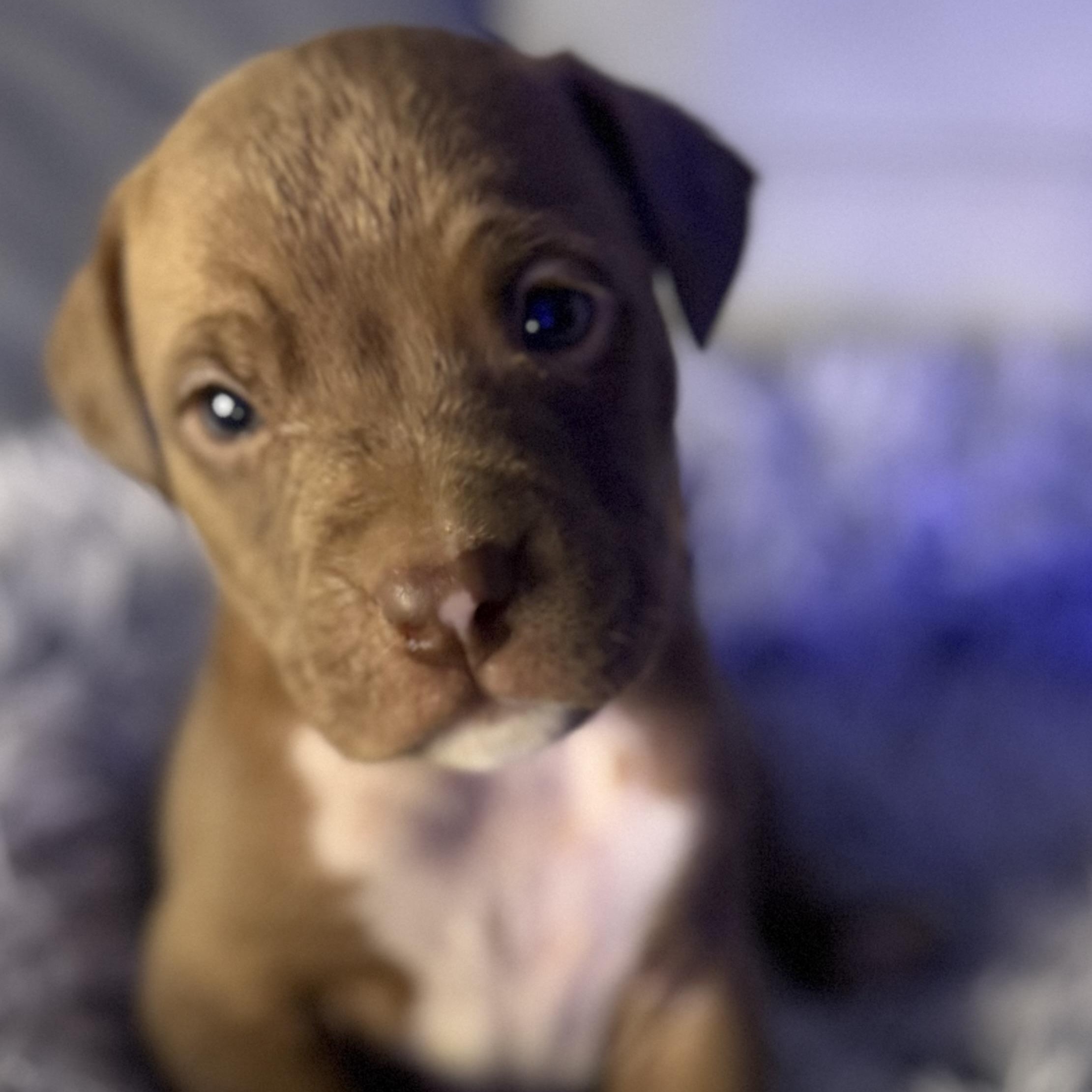 Enlarge Palmer, an adopted mixed breed in Brattleboro, VT image 1/5