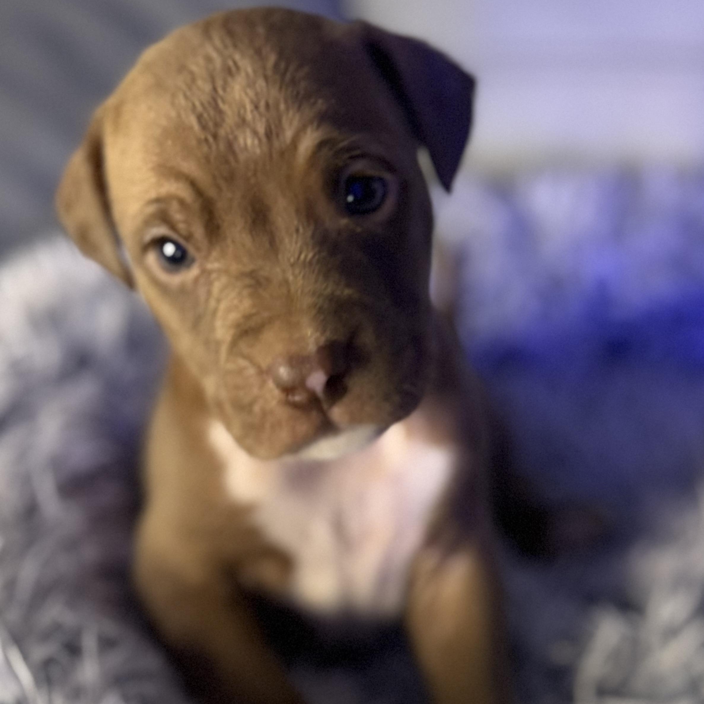 Enlarge Palmer, an adopted mixed breed in Brattleboro, VT image 2/5