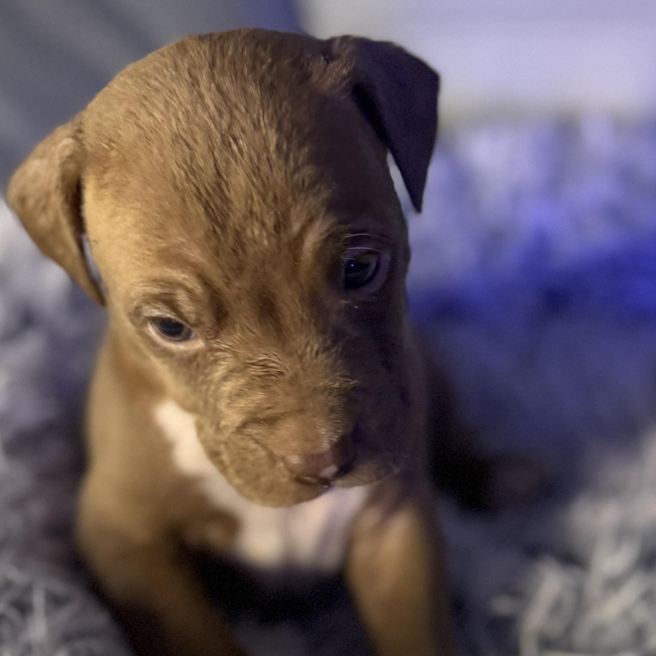 Enlarge Palmer, an adopted mixed breed in Brattleboro, VT image 3/5