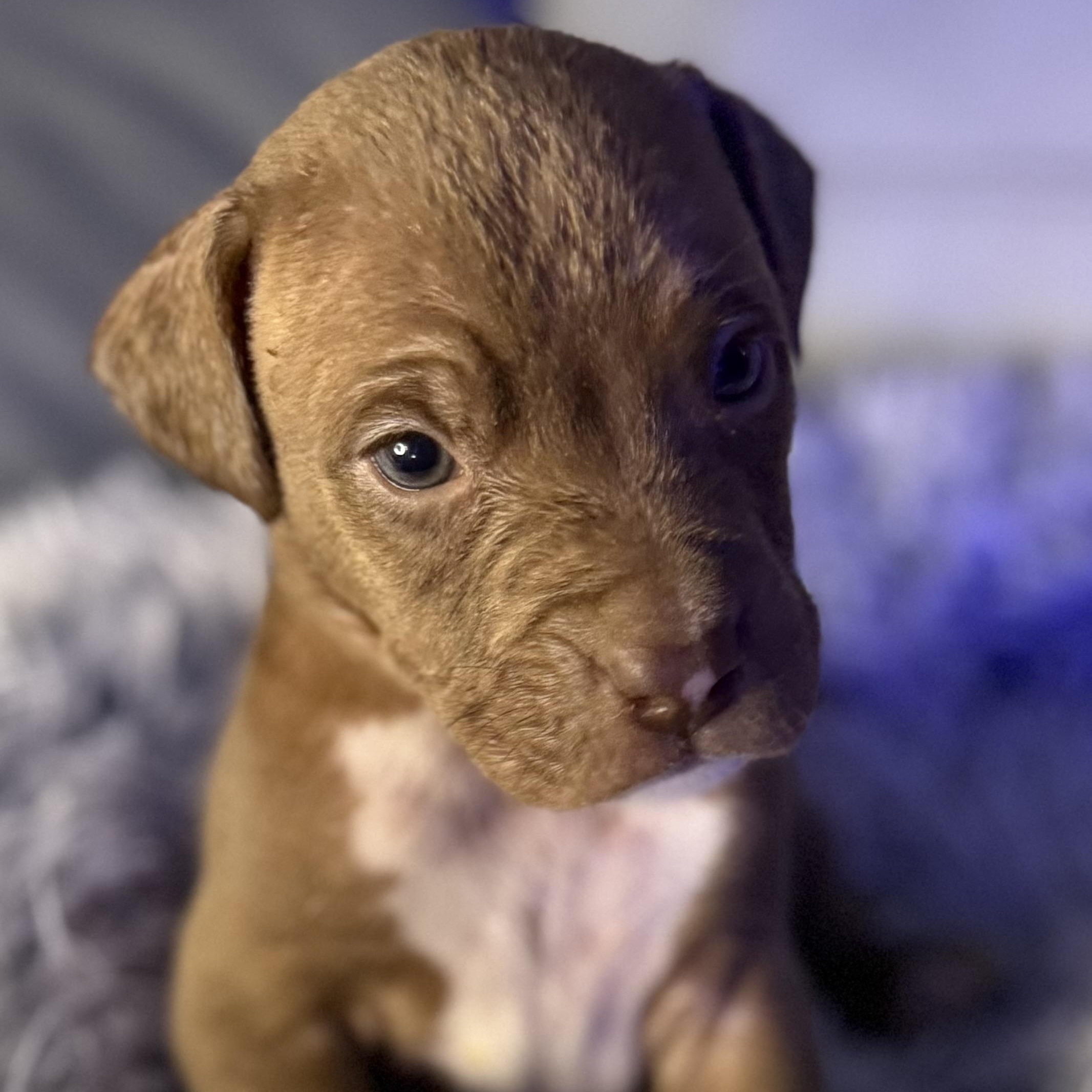 Enlarge Palmer, an adopted mixed breed in Brattleboro, VT image 4/5
