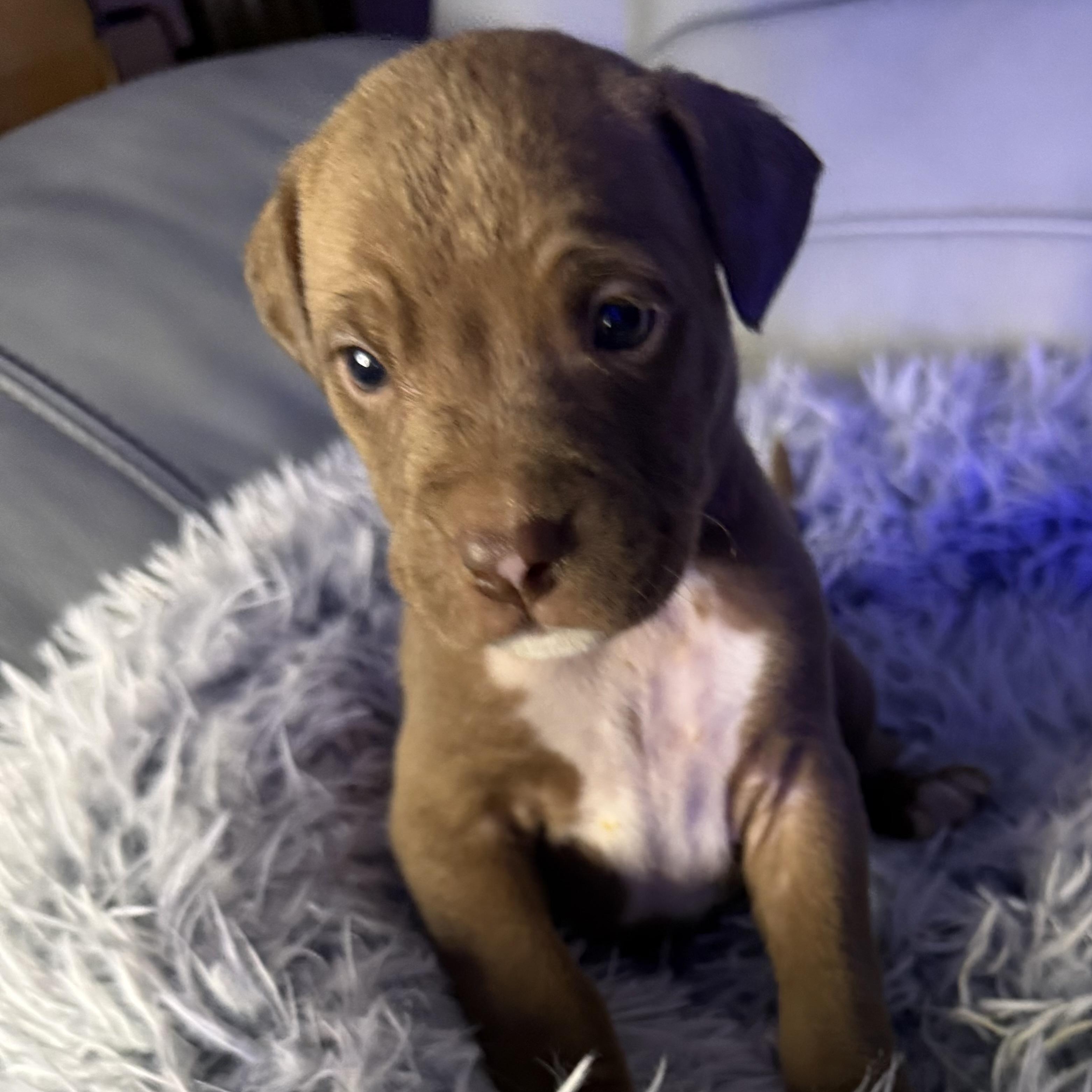 Enlarge Palmer, an adopted mixed breed in Brattleboro, VT image 5/5