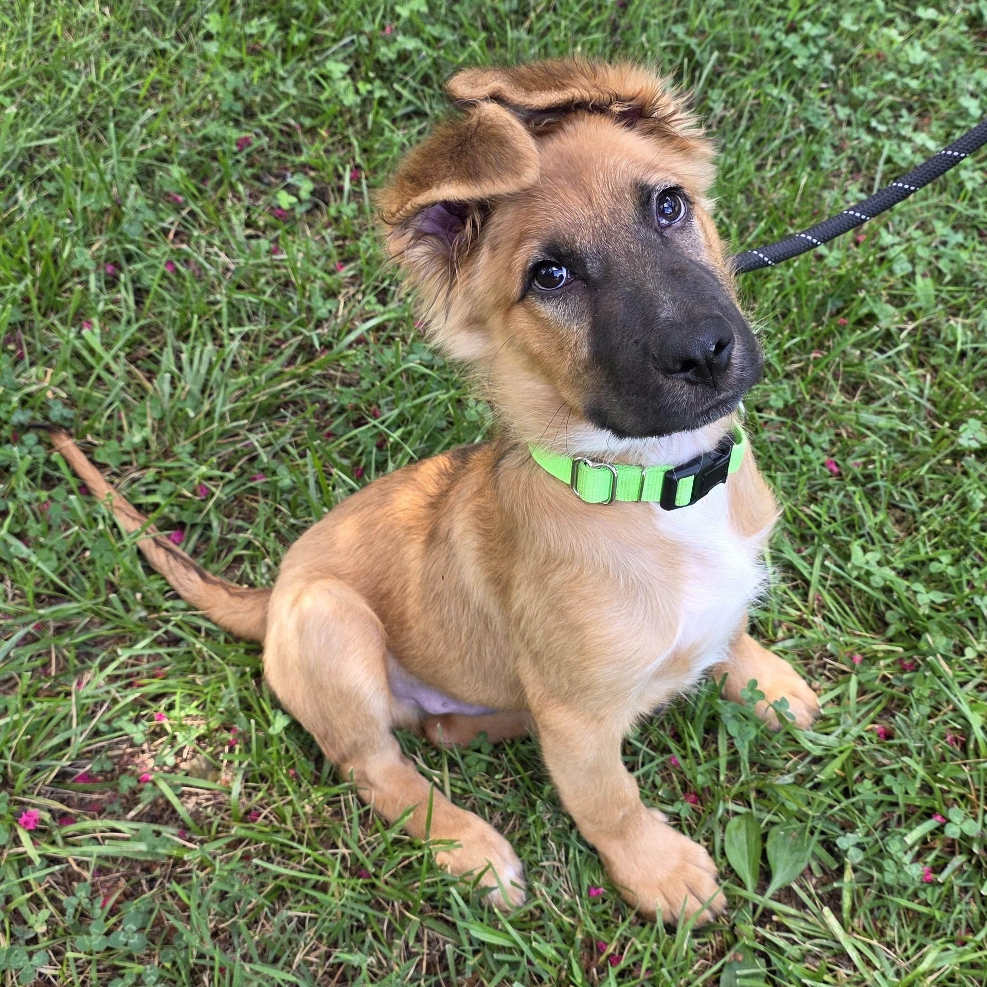 Enlarge Ross, an adopted Mixed Breed in Greensboro, NC image 6/6