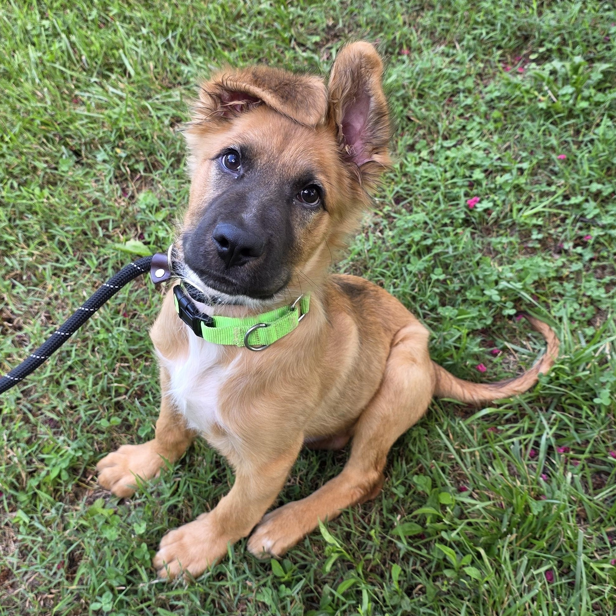 Enlarge Ross, an adopted Mixed Breed in Greensboro, NC image 2/6